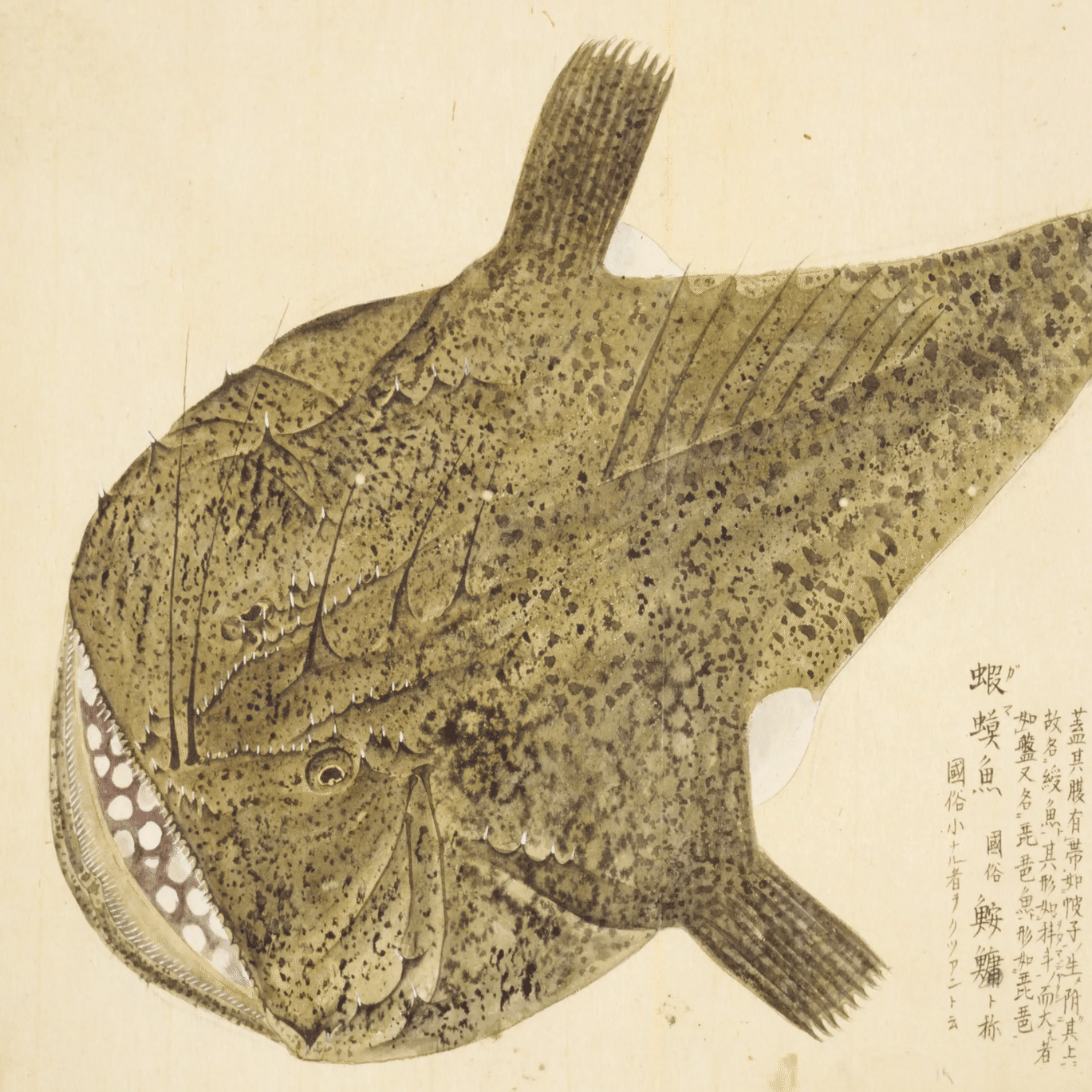 梅園魚品図正】(68) 華臍魚（あんこう）｜mominaina