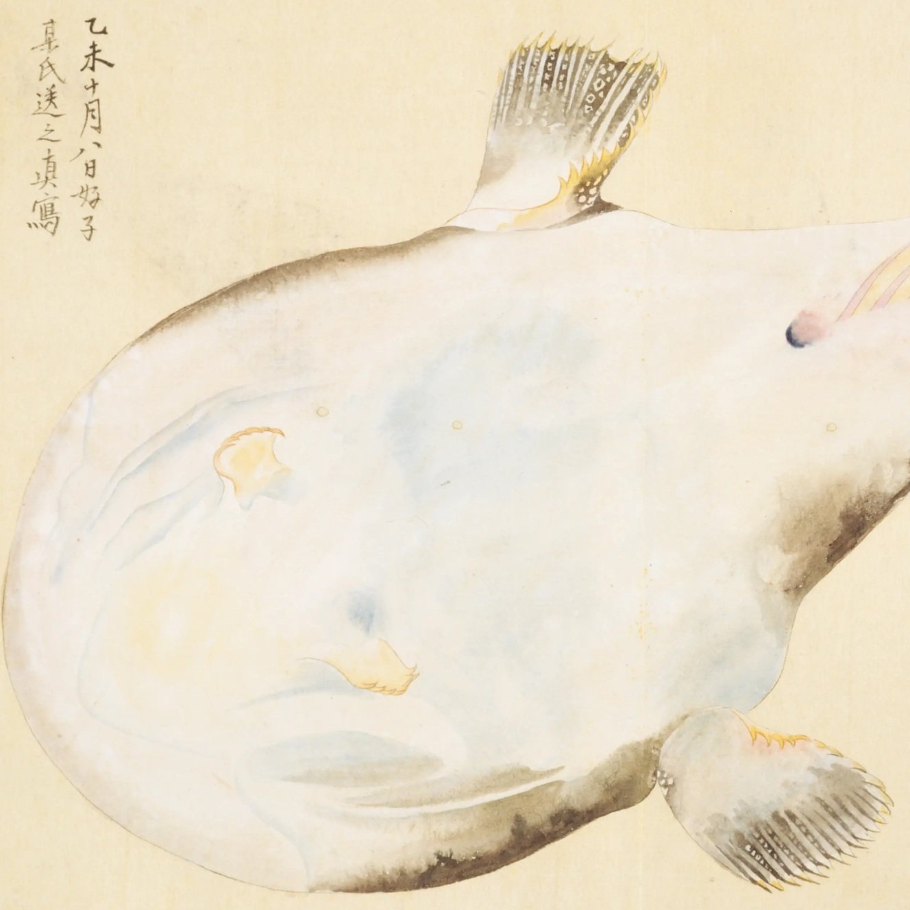 梅園魚品図正】(68) 華臍魚（あんこう）｜mominaina