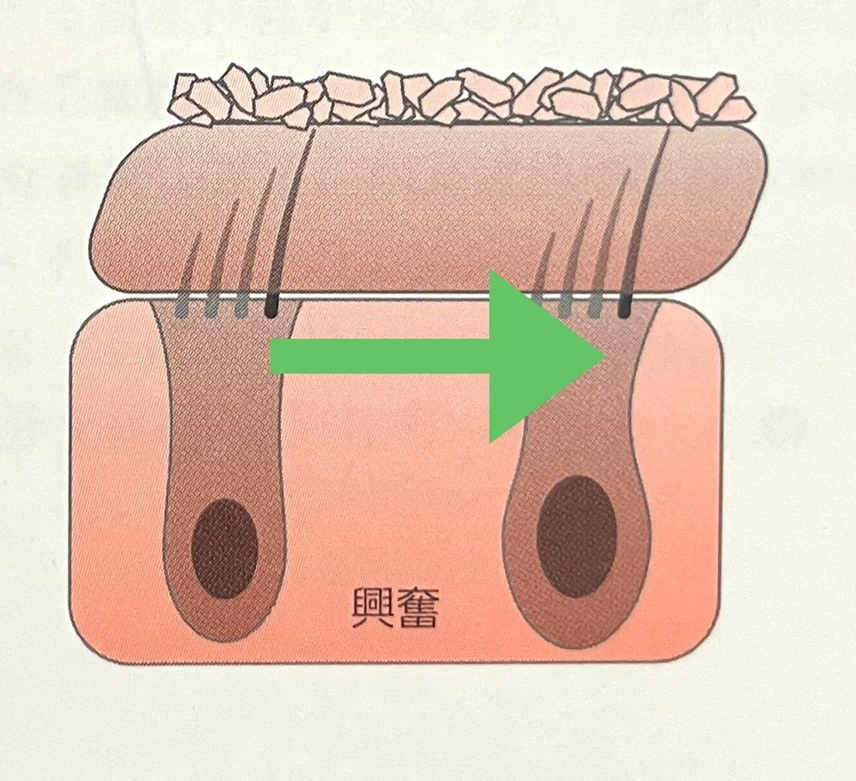 脳振盪への理解を深める必須知識:前庭機能の解剖学①<前庭器官>|コンカッション|スポーツ関連脳振盪の勉強部屋