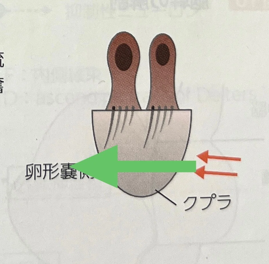 脳振盪への理解を深める必須知識:前庭機能の解剖学①<前庭器官>|コンカッション|スポーツ関連脳振盪の勉強部屋