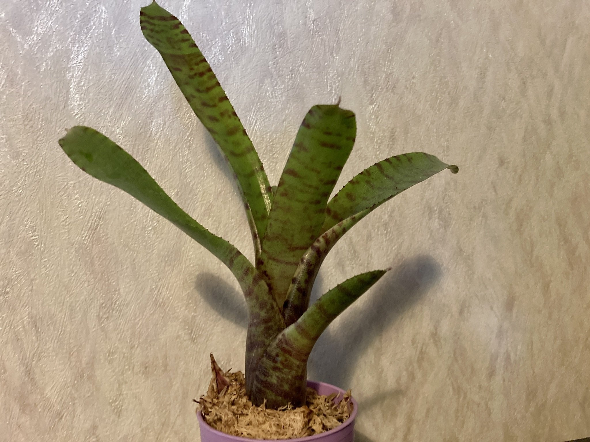 ネオレゲリア　ZONE8 タンクブロメリア ネオレゲリア ZONE8 タンクブロメリア ネオレゲリア ZONE8 タンク