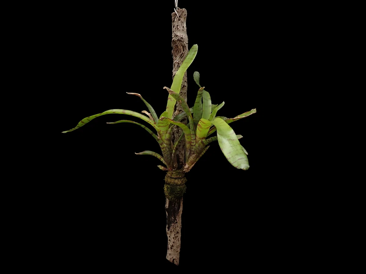 園芸] お気に入りの植物｜ネオレゲリア sp.｜アトモス