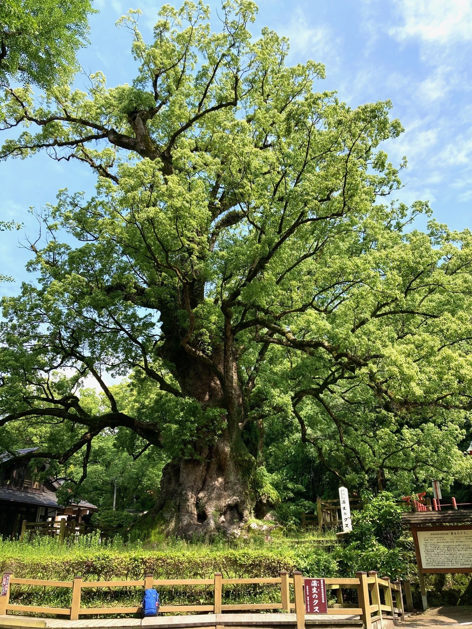 樹齢1,500年のクスノキを観て来ました｜久露見庵(くろみ庵)@天気