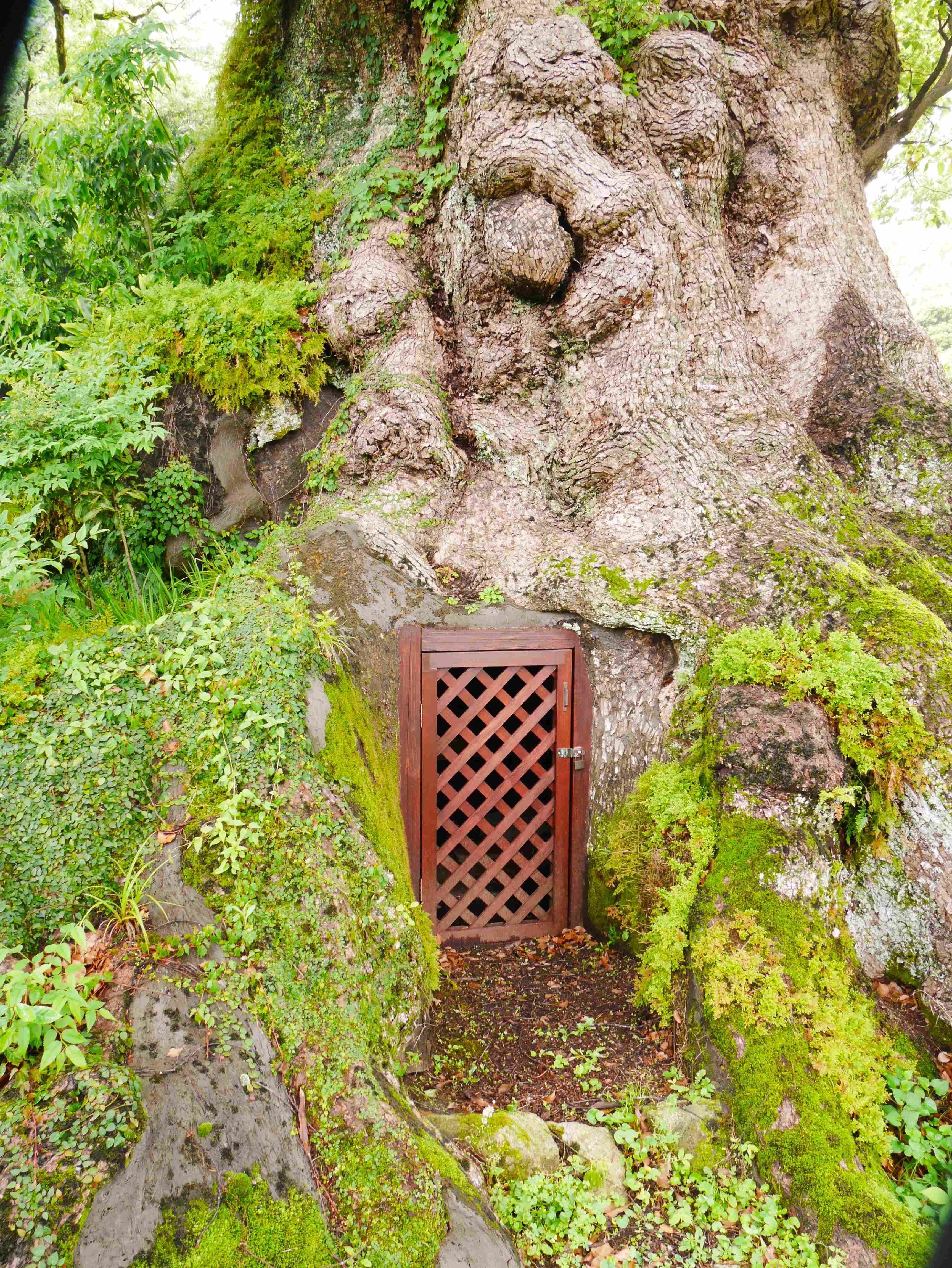 樹齢1,500年のクスノキを観て来ました｜久露見庵(くろみ庵)@天気と気候
