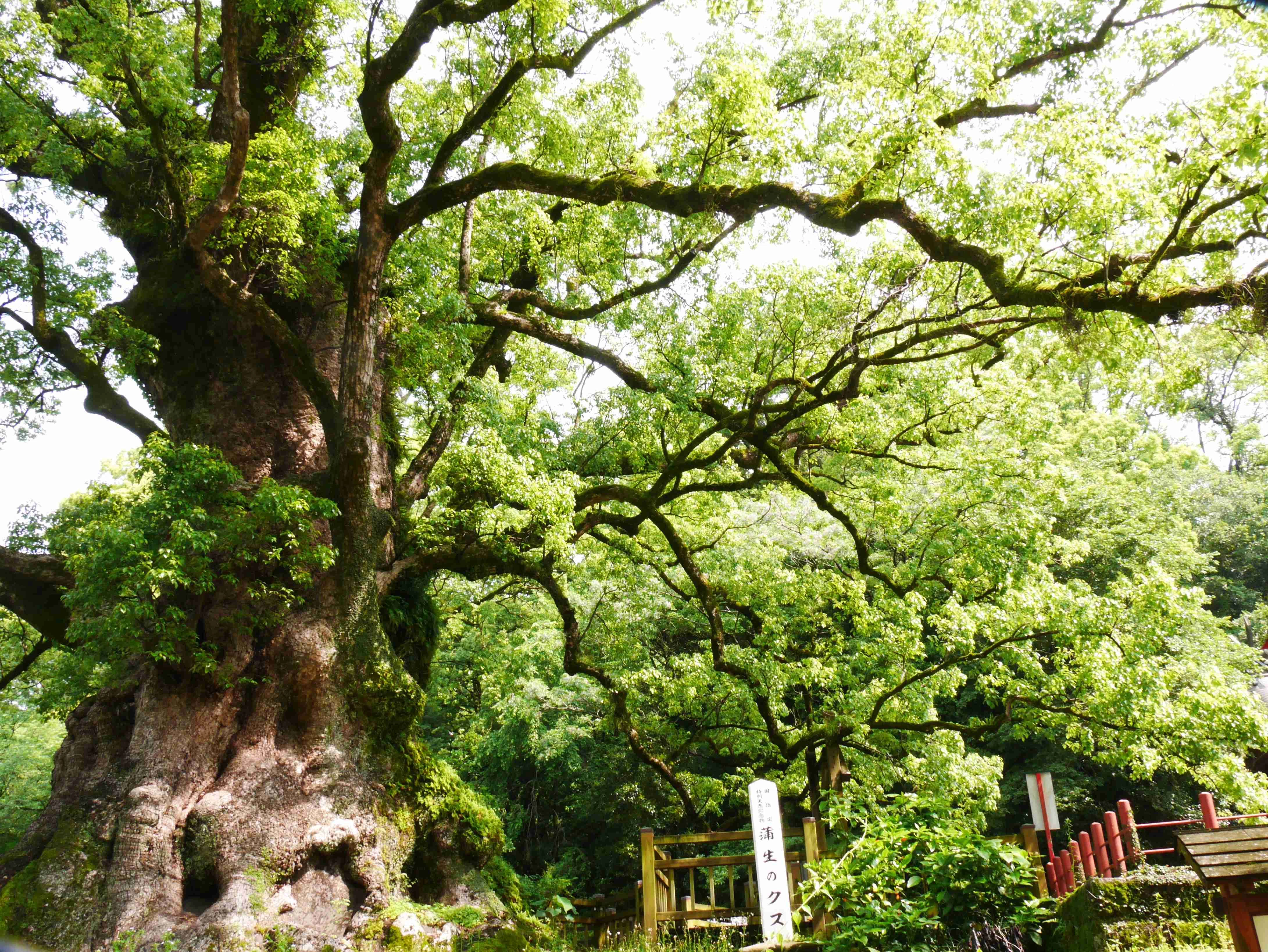 樹齢1,500年のクスノキを観て来ました｜久露見庵(くろみ庵)@天気と気候