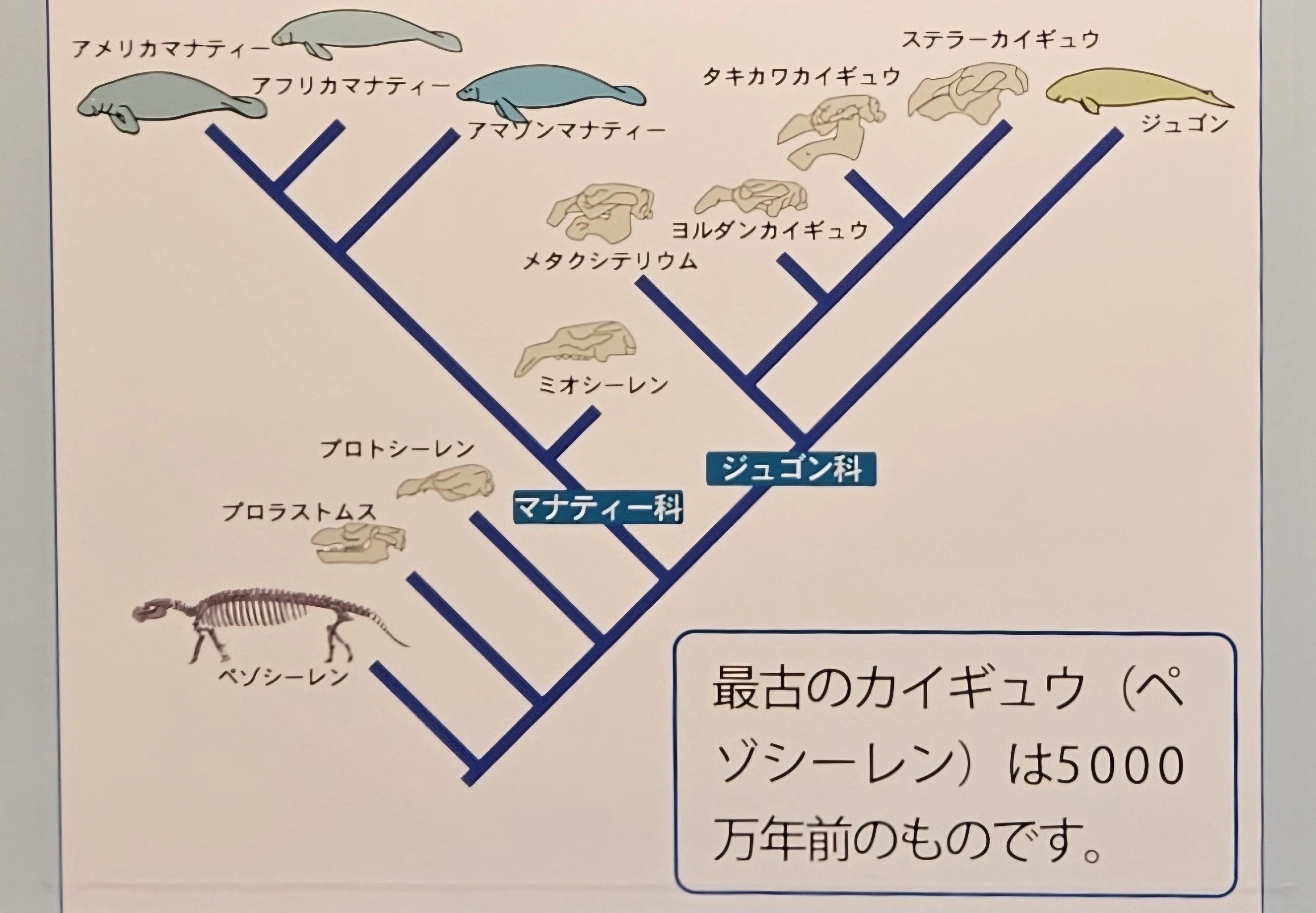 The Lost Universe 古代の巨大カイギュウ②中新世・鮮新世の巨大