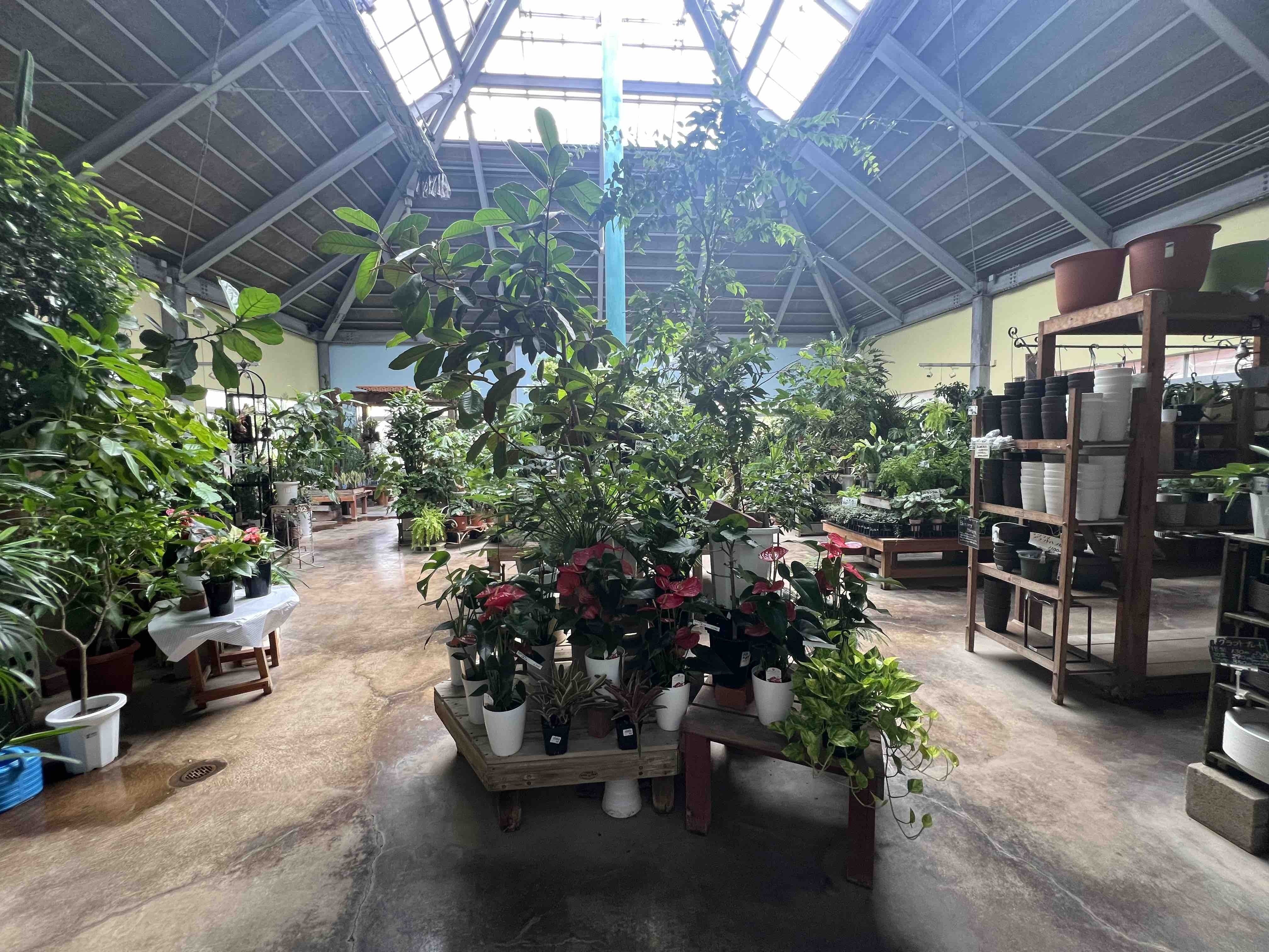 5月12日 ディッキア グラン マルニエ ホワイトフォリッジ｜himekuri365