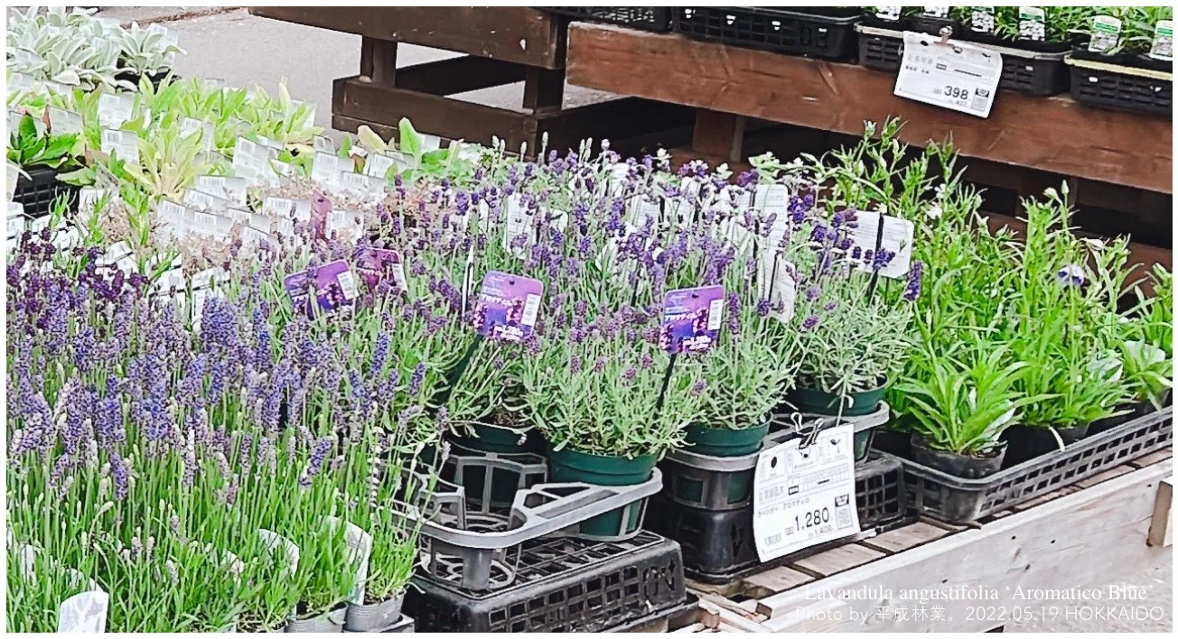 安く販売されてたラベンダー品種「アロマティコ」で新しい苗養生方法を