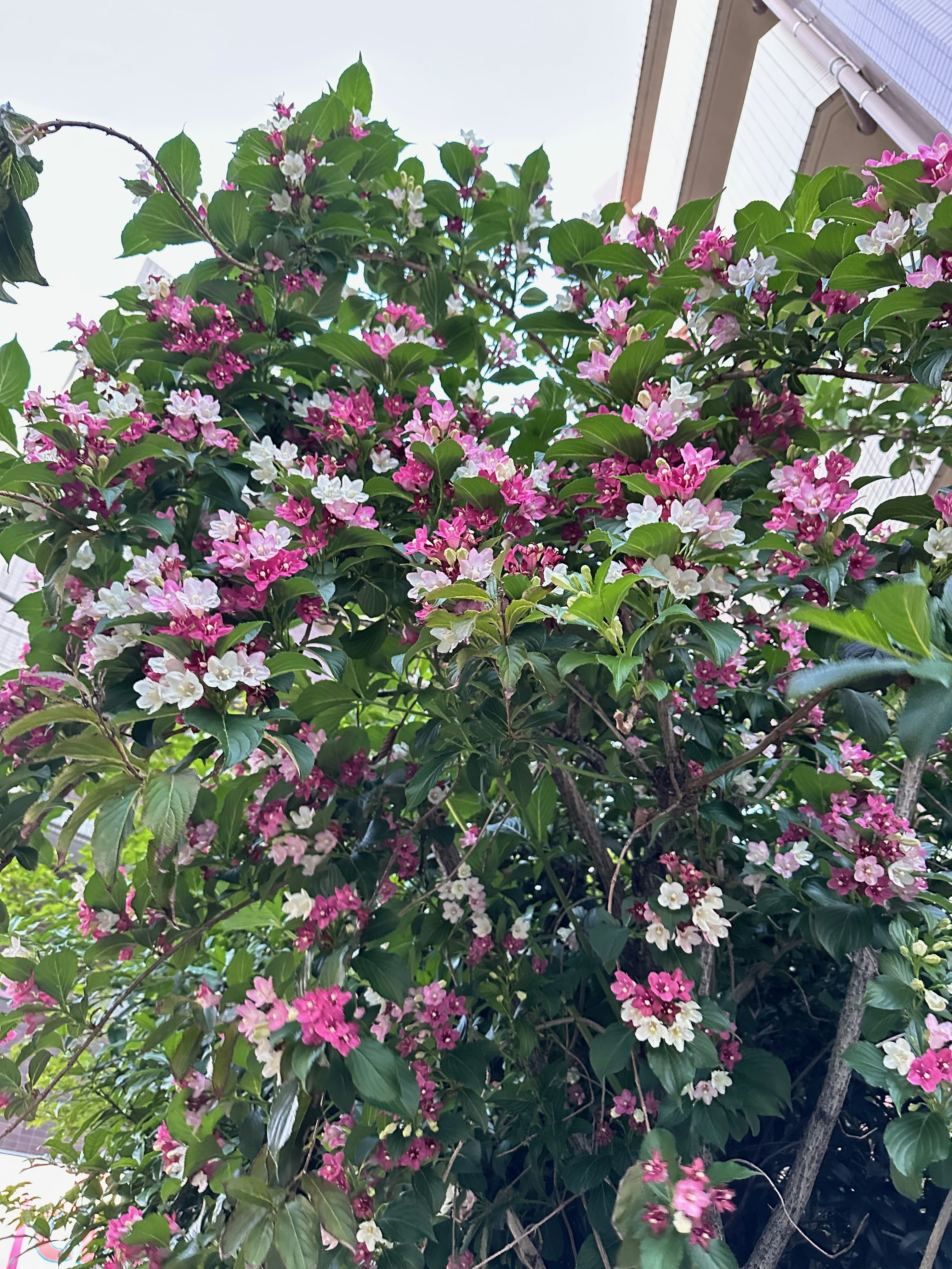 箱根出身じゃないハコネウツギ｜ichirin