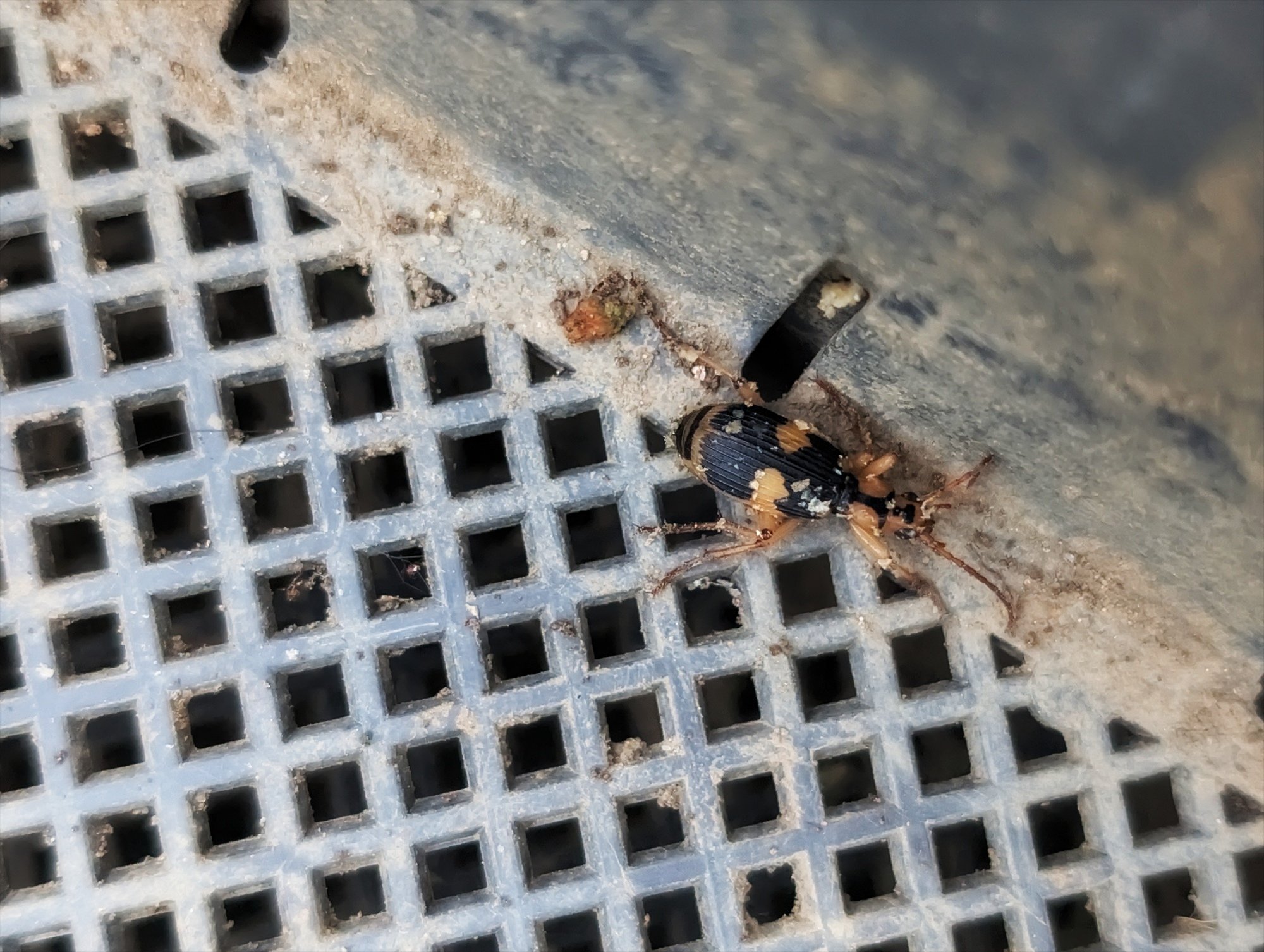 虫を愛でる日々 ミイデラゴミムシ再見｜annon