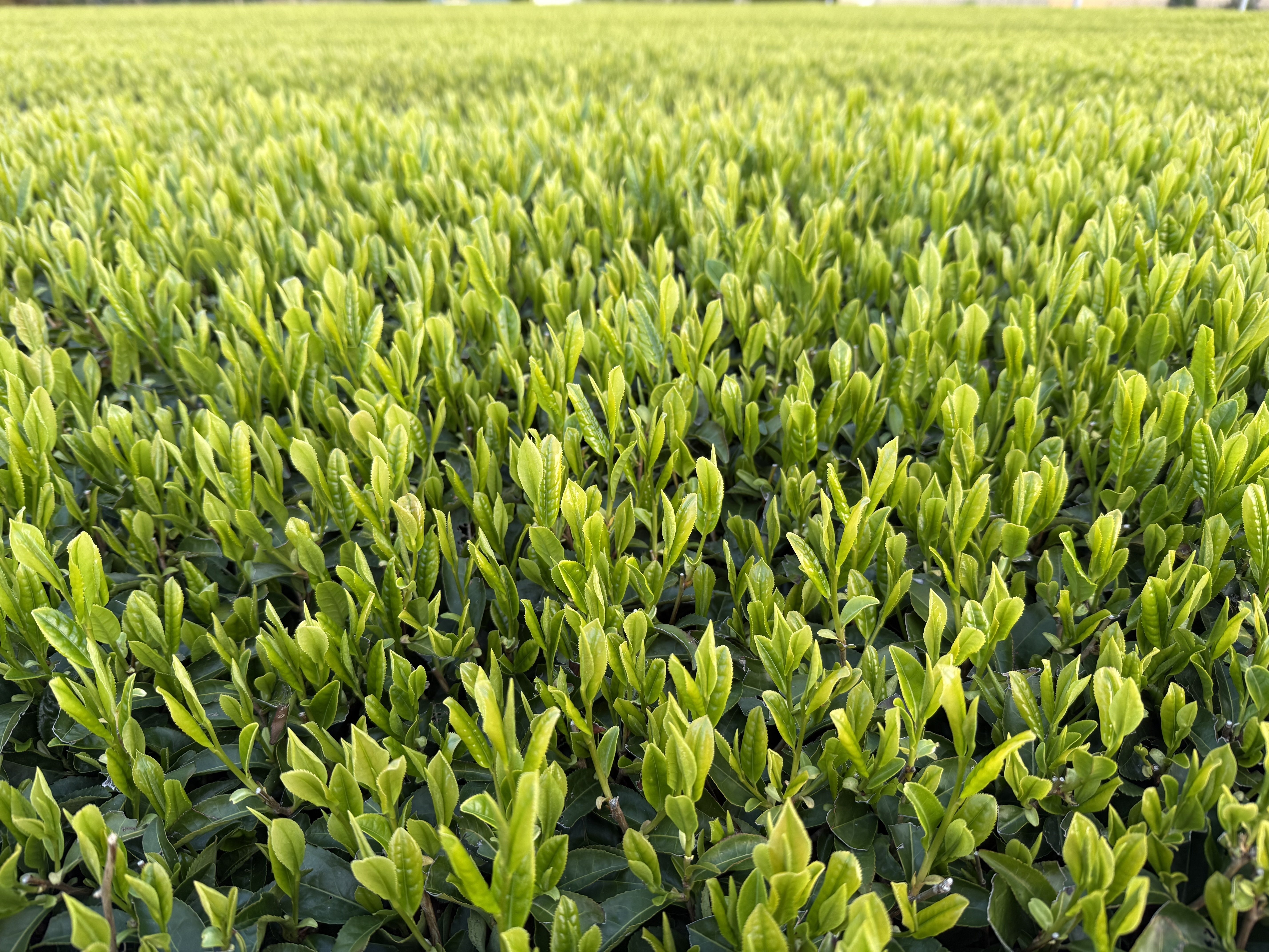 スターウォーズとかに出てきそうなお茶刈機?｜NicePapa 平野 尚志