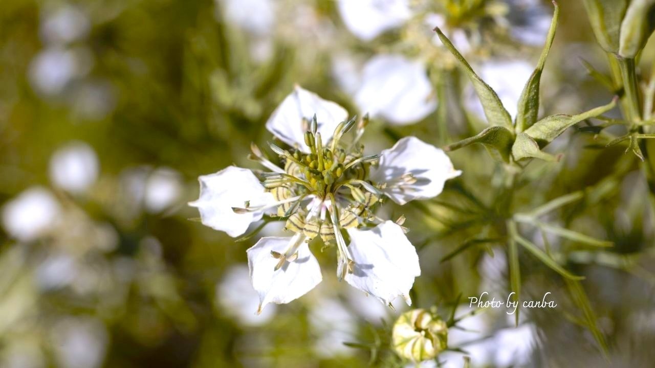 今週の花 「幻想的な姿で揺れるニゲラ」｜Cat rose 「ガーデニング