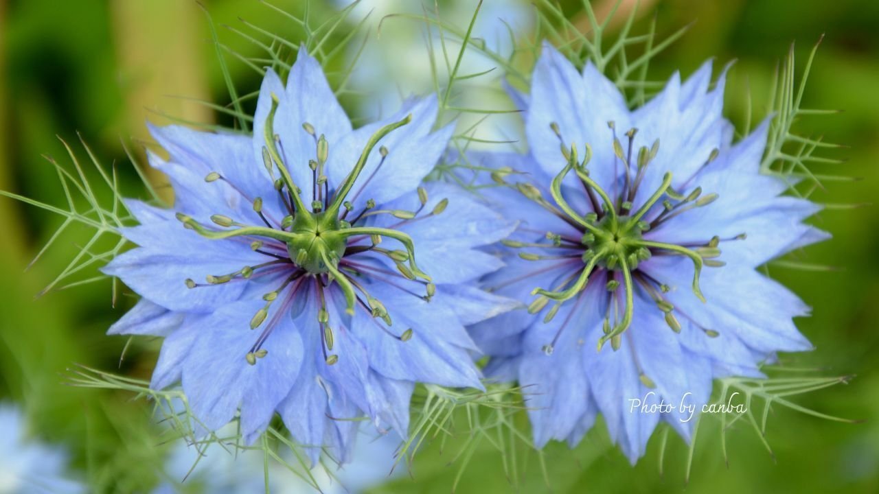 今週の花 「幻想的な姿で揺れるニゲラ」｜Cat rose