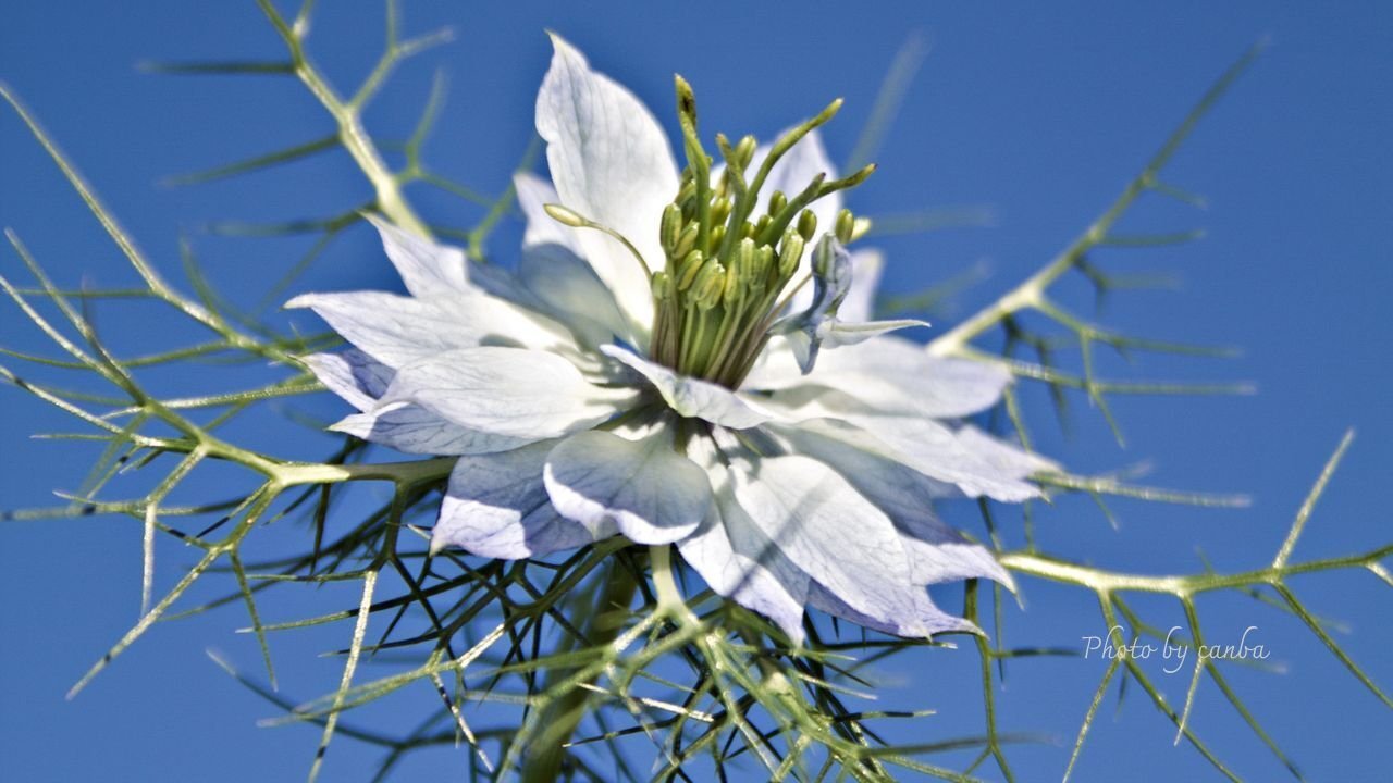 今週の花 「幻想的な姿で揺れるニゲラ」｜Cat rose 「ガーデニング