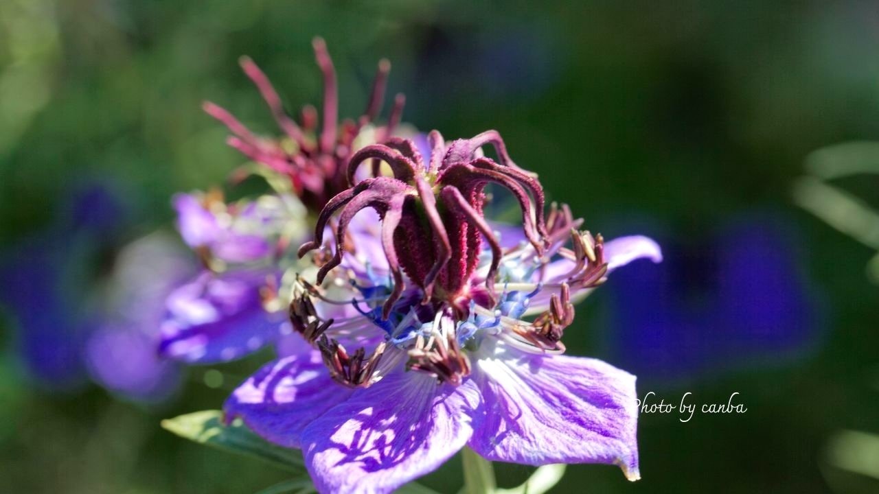 今週の花 「幻想的な姿で揺れるニゲラ」｜Cat rose 「ガーデニング
