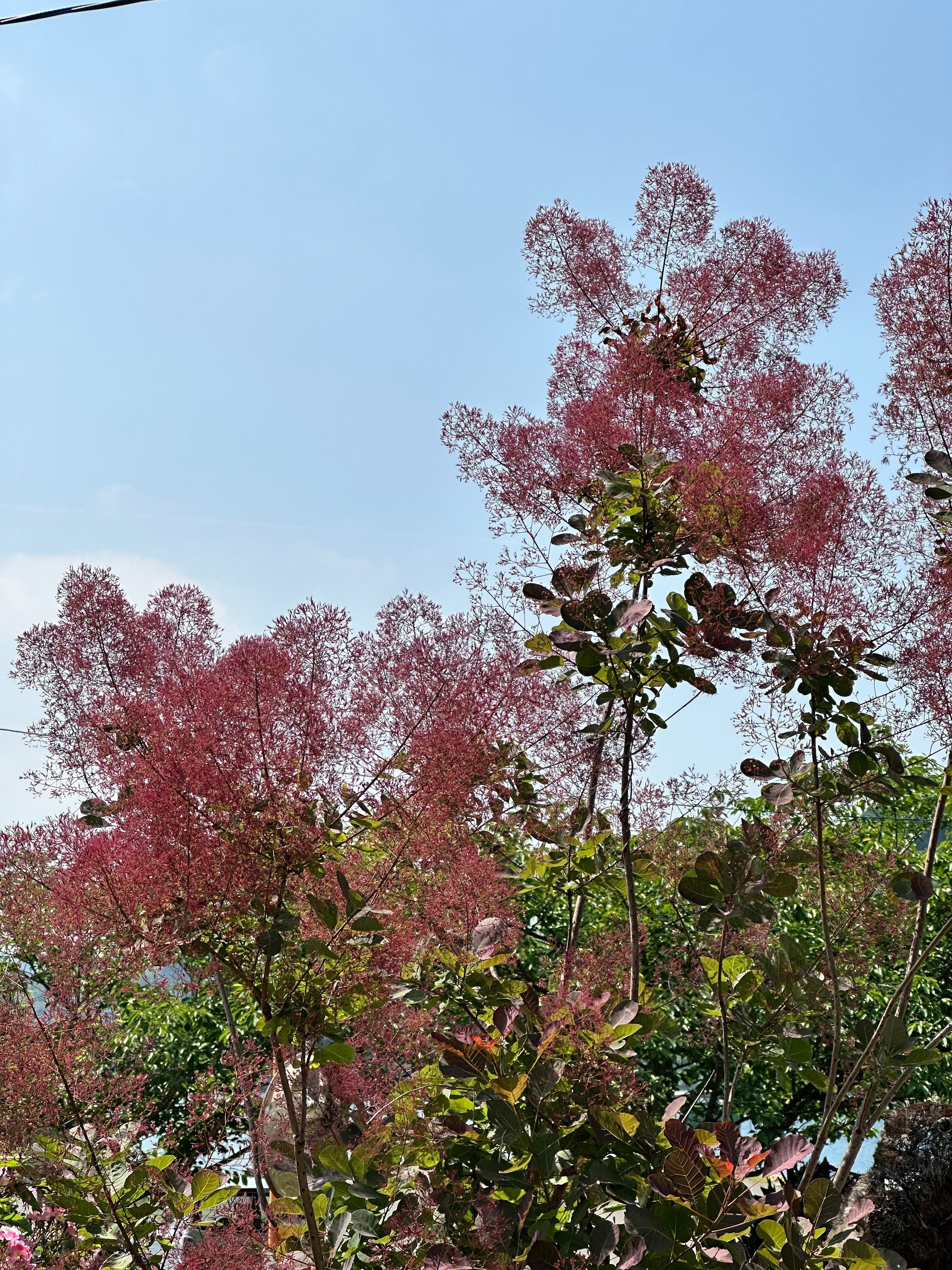 spica様　ｆｕｗａｒｉ　スモークツリーのガーランド　他１点 spica様 fuwari スモークツリーのガーランド 他1点 spica様