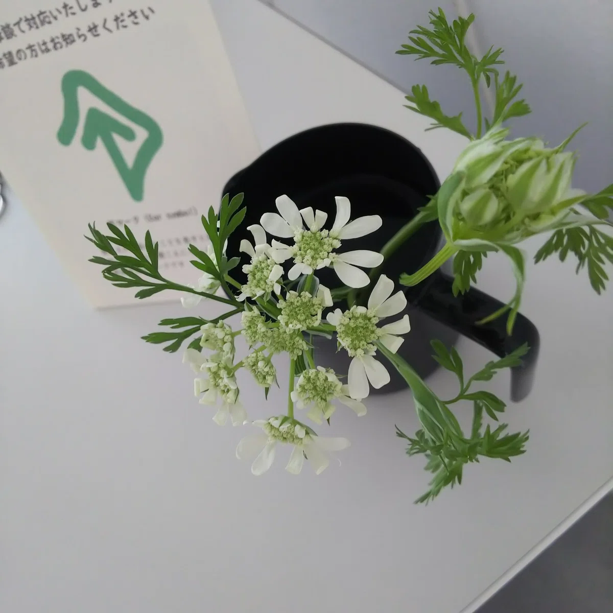 オルヤラ グランディフローラの花。ナジャ・グランディーバさんではなく。
