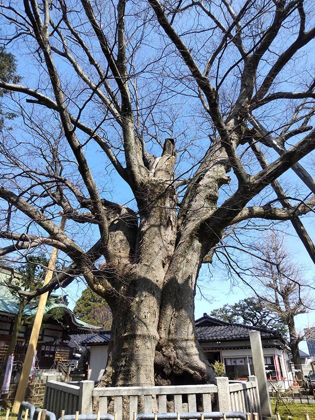 Kohakura こはくらと巨樹巨木⑩～欅・榎・椋｜Motomi 茨城県の巨木 欅