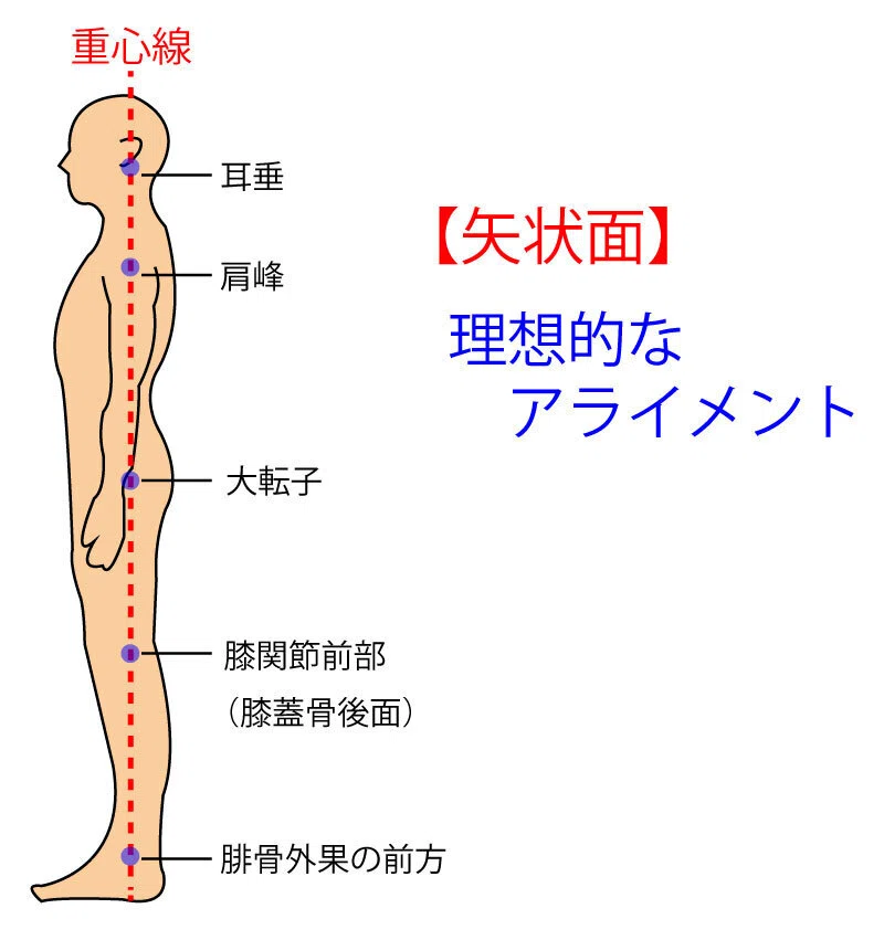 若手PTの指導に必見！股関節疾患の重要な評価ポイント｜Kinetech公式
