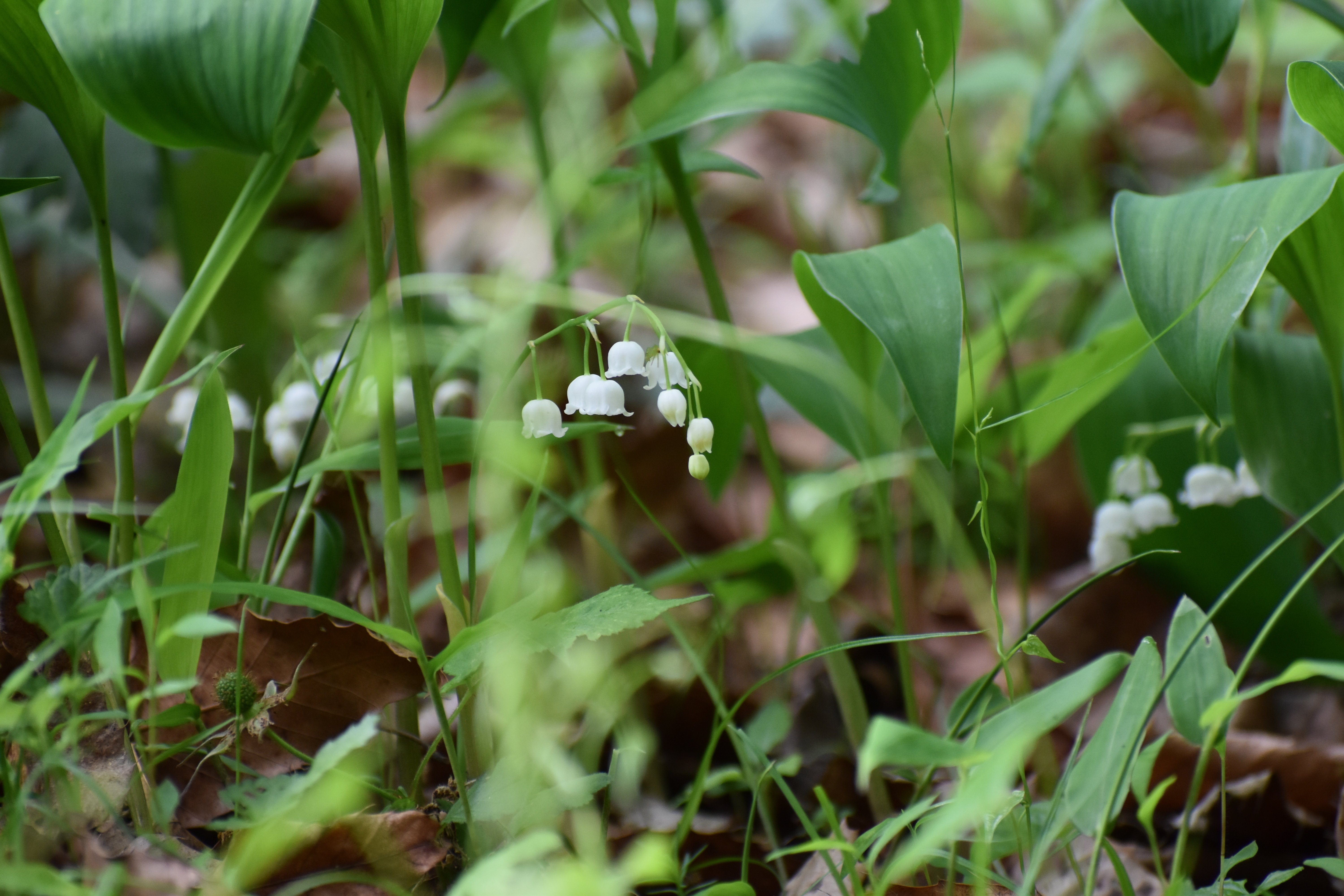 スズラン 日本 鈴蘭 すずらん 茶花 君影草 (20芽