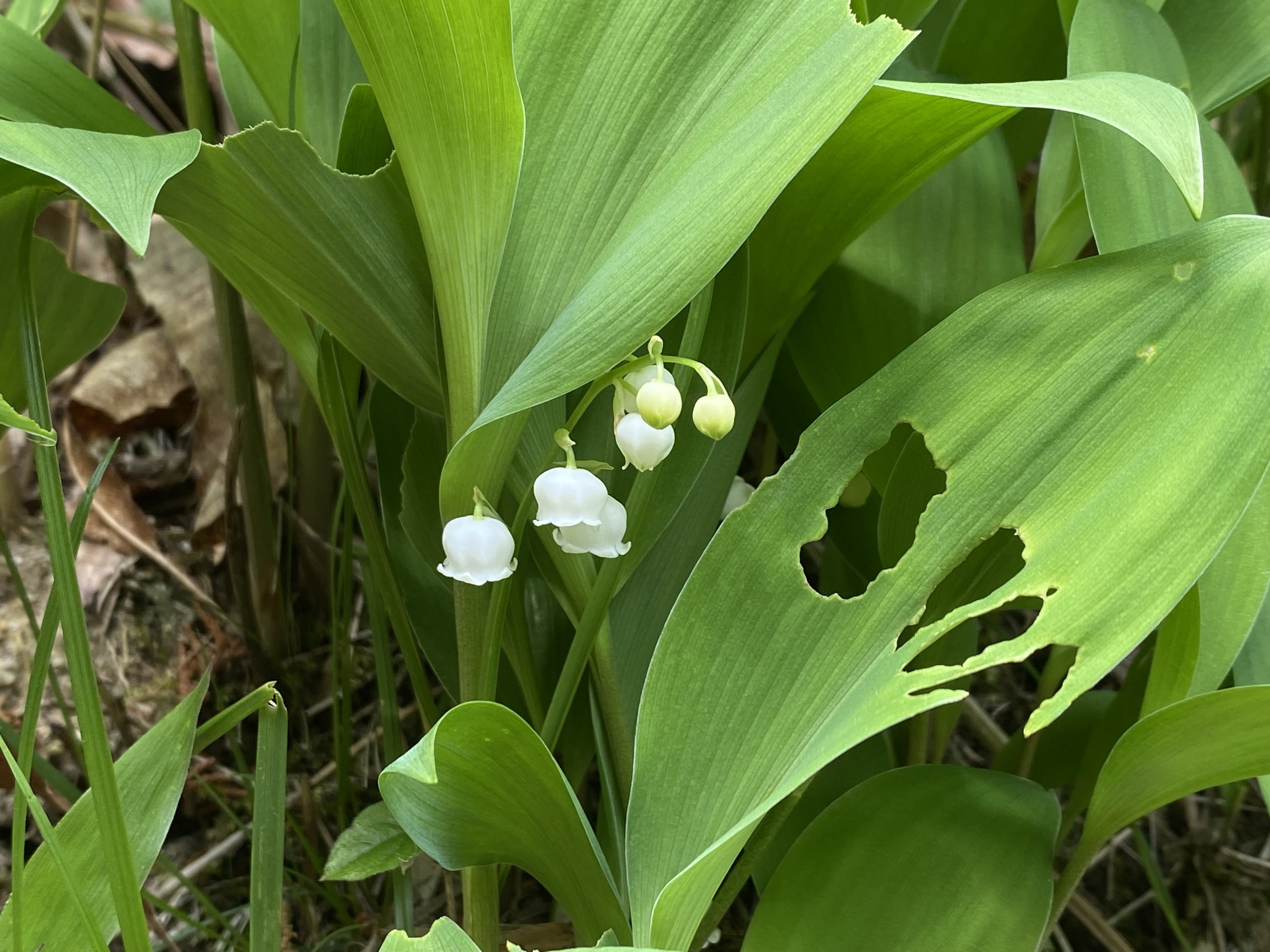 きみかげそう（鈴蘭）～日本の自生南限地を訪ねて｜高坂正澄