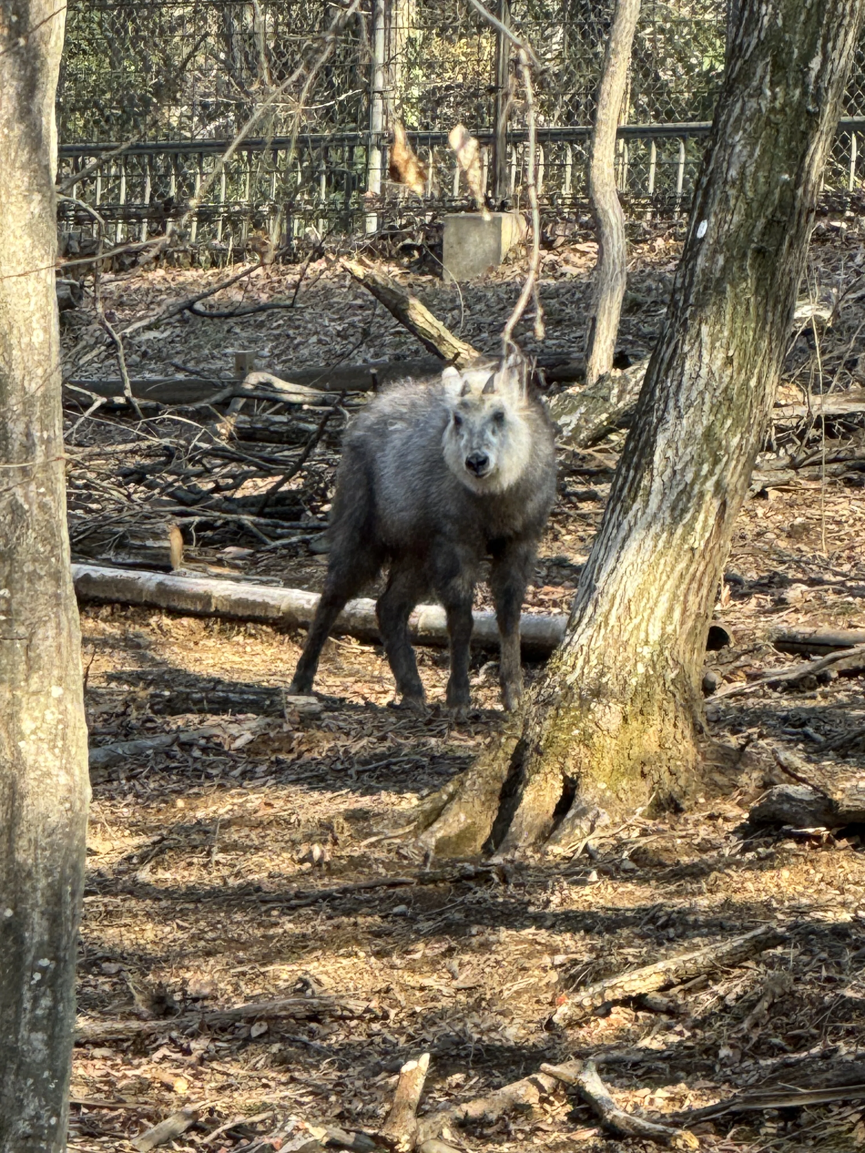 本当に大人も行っていいの！？ 埼玉県こども動物自然公園に行ってみた