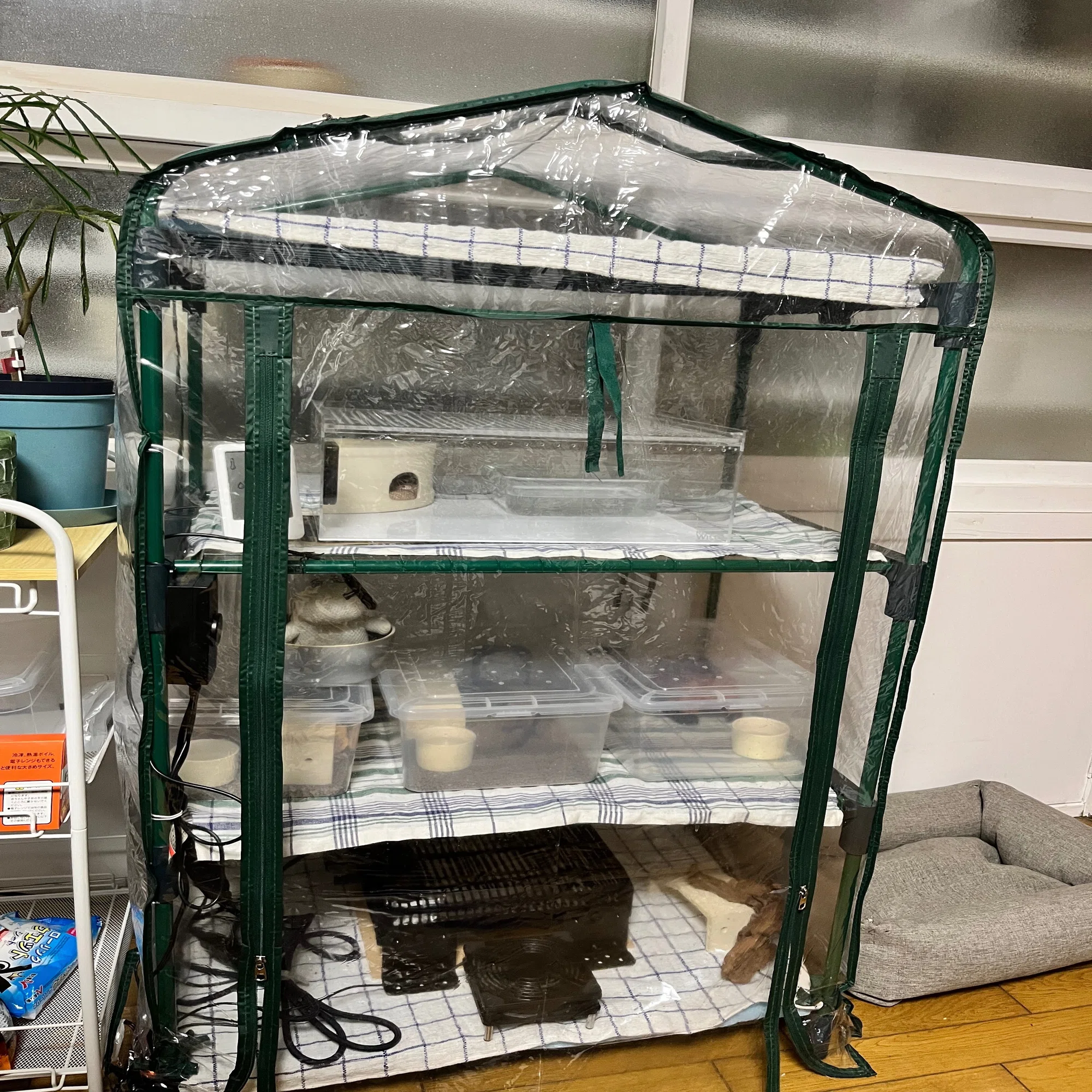 ??私の推し活爬虫類の温室を見てくれ※生体の写真なし｜妄想屋おかきもの