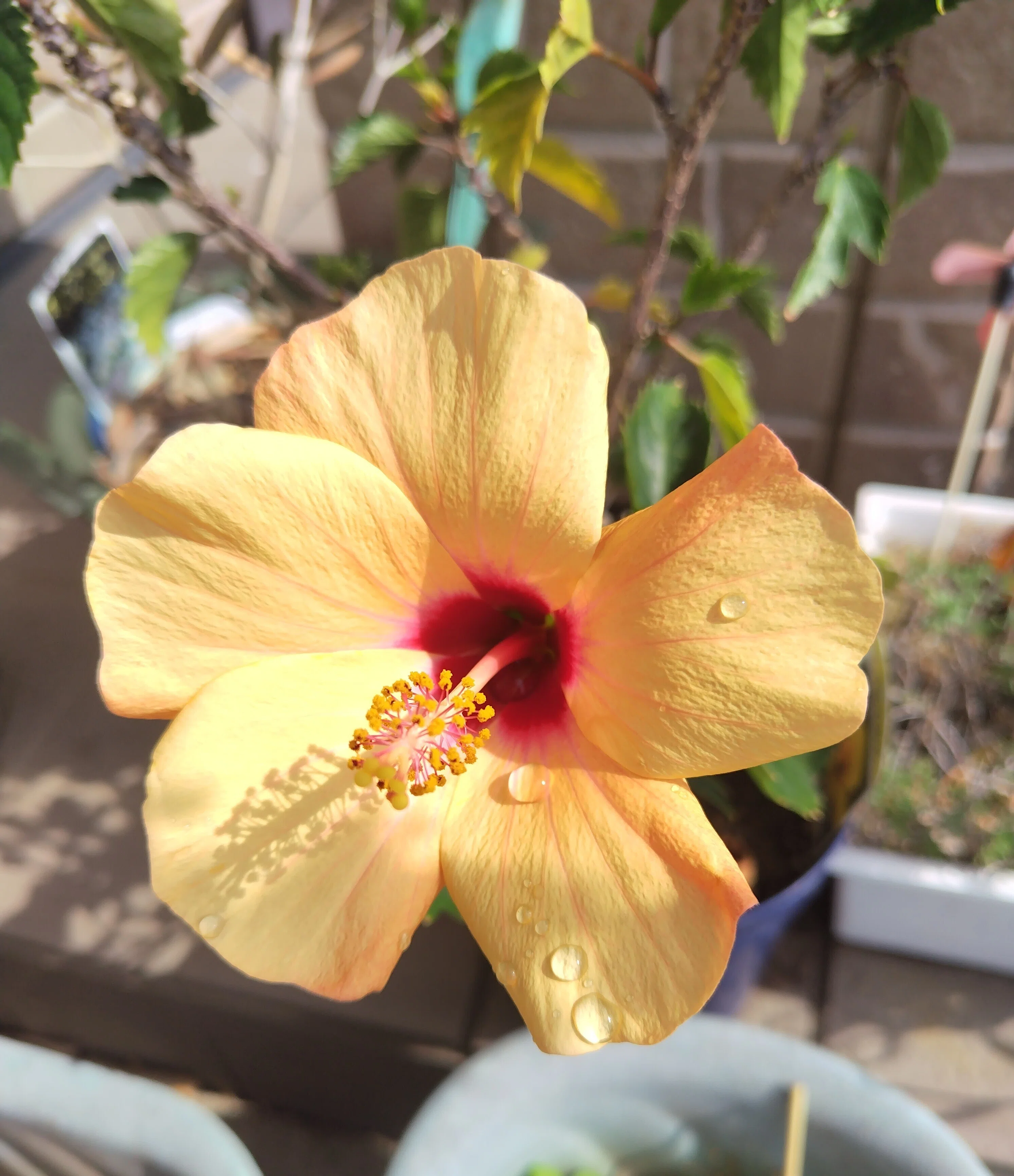 今日の花#18 ハイビスカス🌺｜ジャスミンティータイム