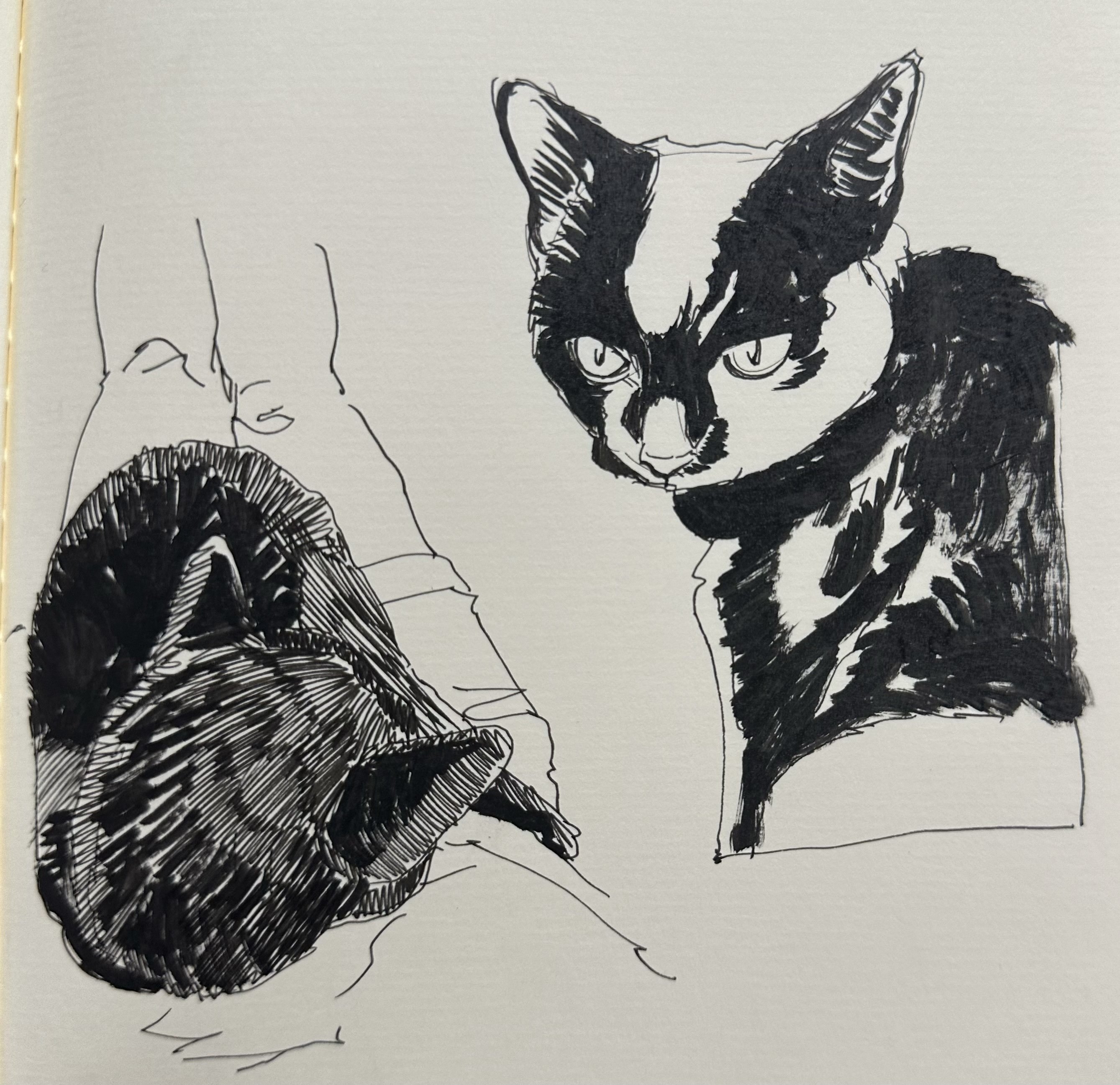 黒猫線画｜morutal