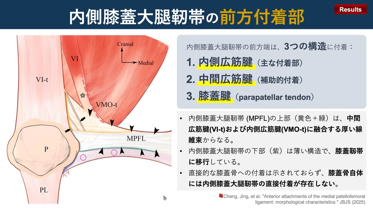 内側膝蓋大腿靭帯の前方付着部|Super Human | 理学療法士/保健学博士 Ph.D.