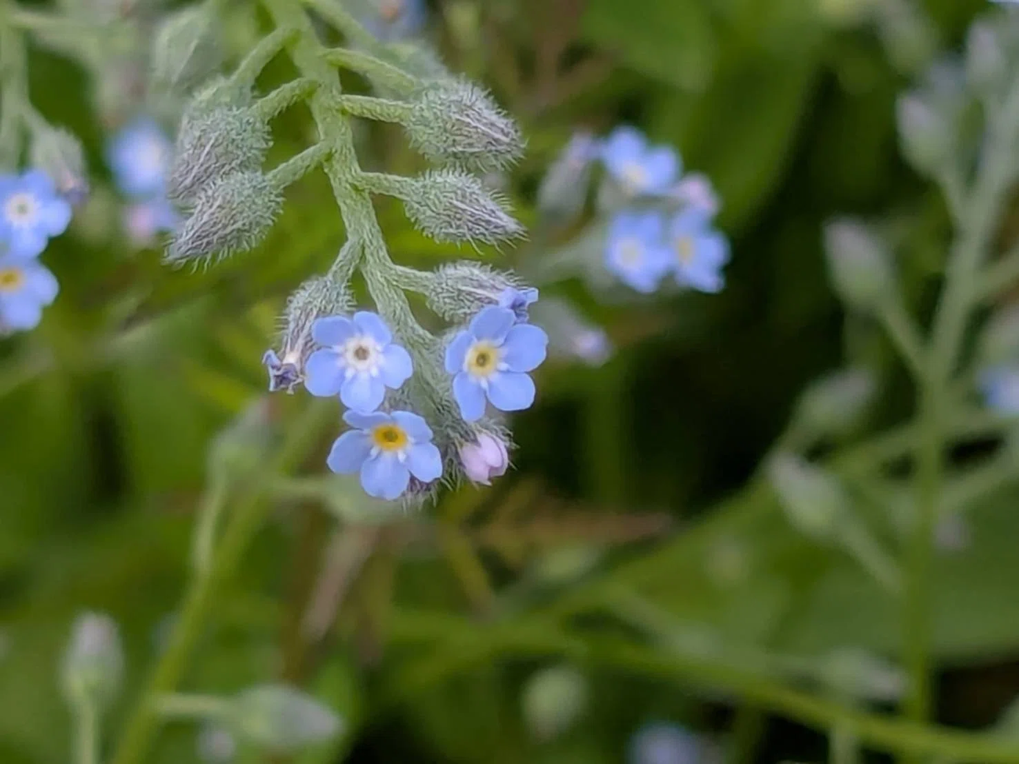 ノハラムラサキ パステルブルーのちっちゃいお花。近づいて見てほしい