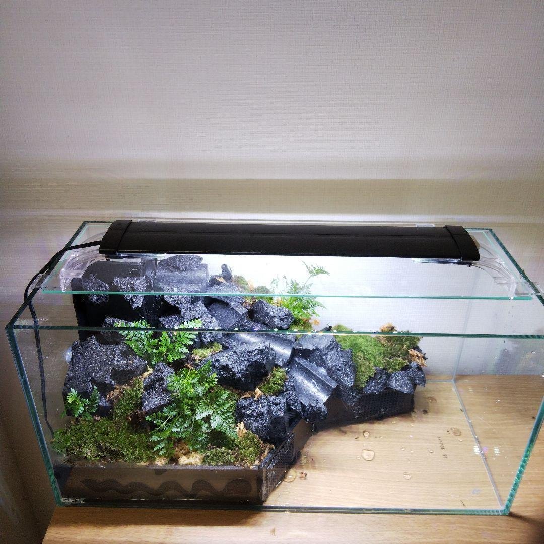 アクアテラリウム製作日記｜苔之介