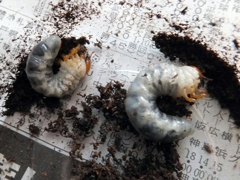 ヘルマンミヤマクワガタの飼育記録【2011～2014】｜AKECHI