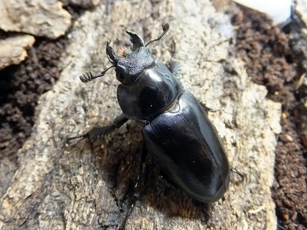 ヘルマンミヤマクワガタの飼育記録【2011～2014】｜AKECHI