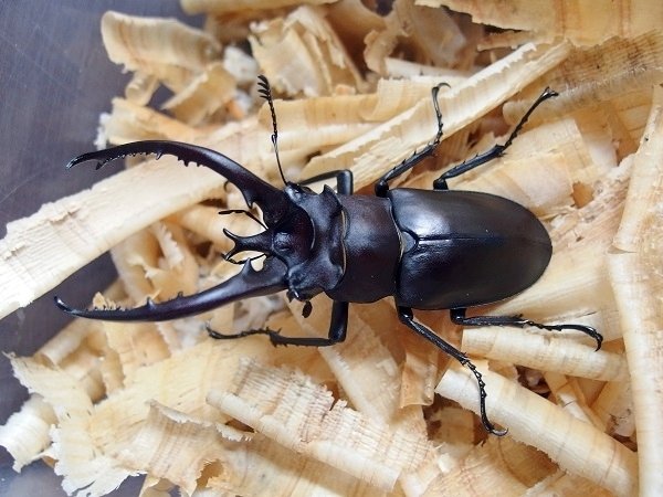 標本】#0651 中国産 ヘルマンミヤマクワガタ ♂ 78mm ☆落札合計金額
