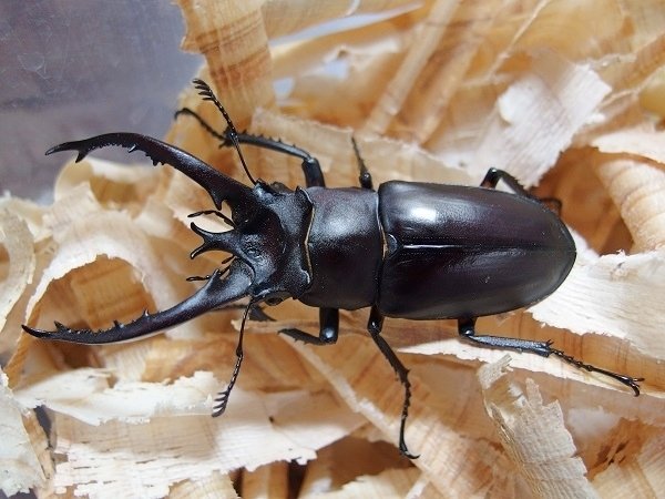 ヘルマンミヤマクワガタの飼育記録【2011～2014】｜AKECHI