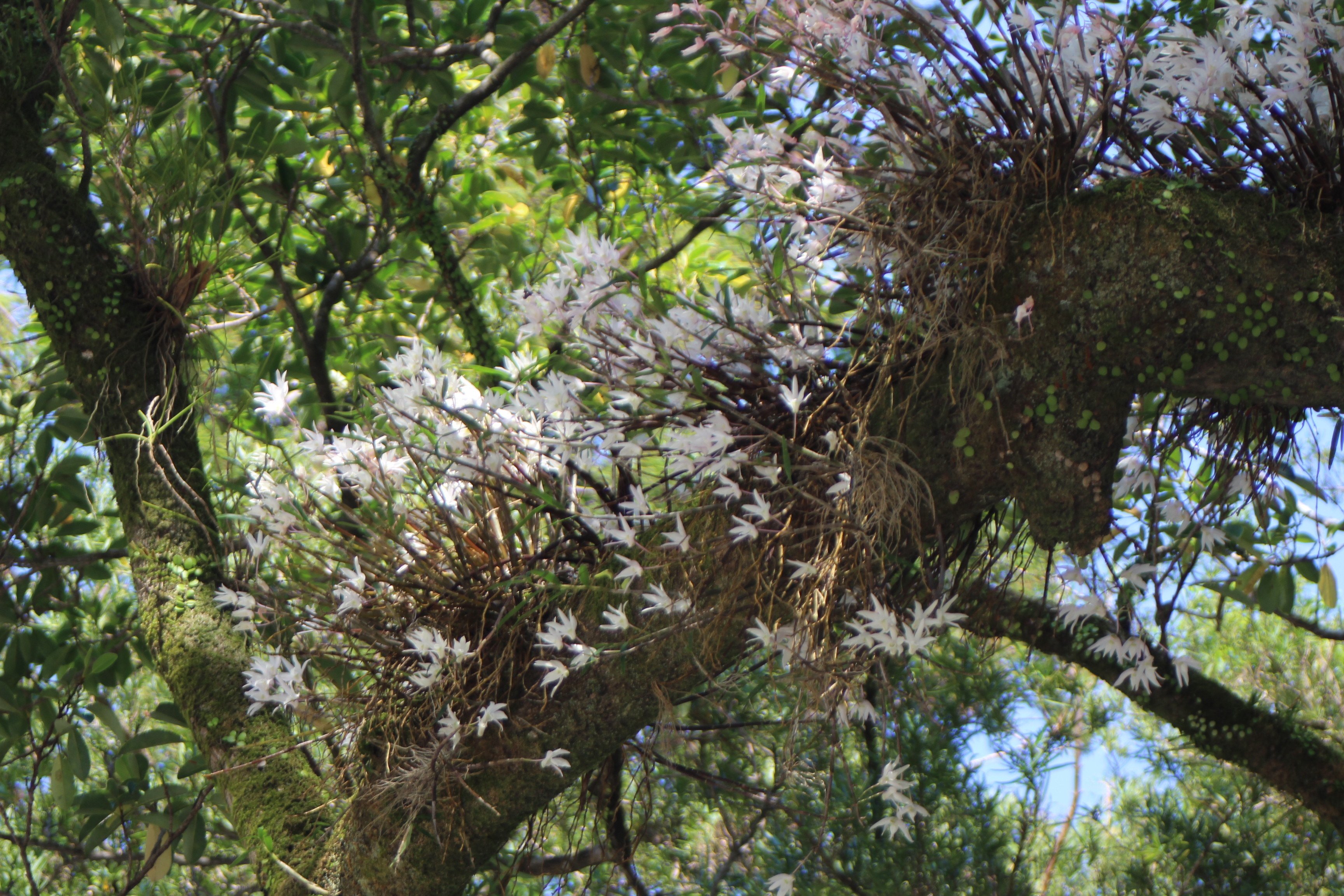 ラン科の植物 樹木に着生 セッコクの大株です　横30cm 縦20cm セッコク】を木に着生させてみた | 情熱庭園