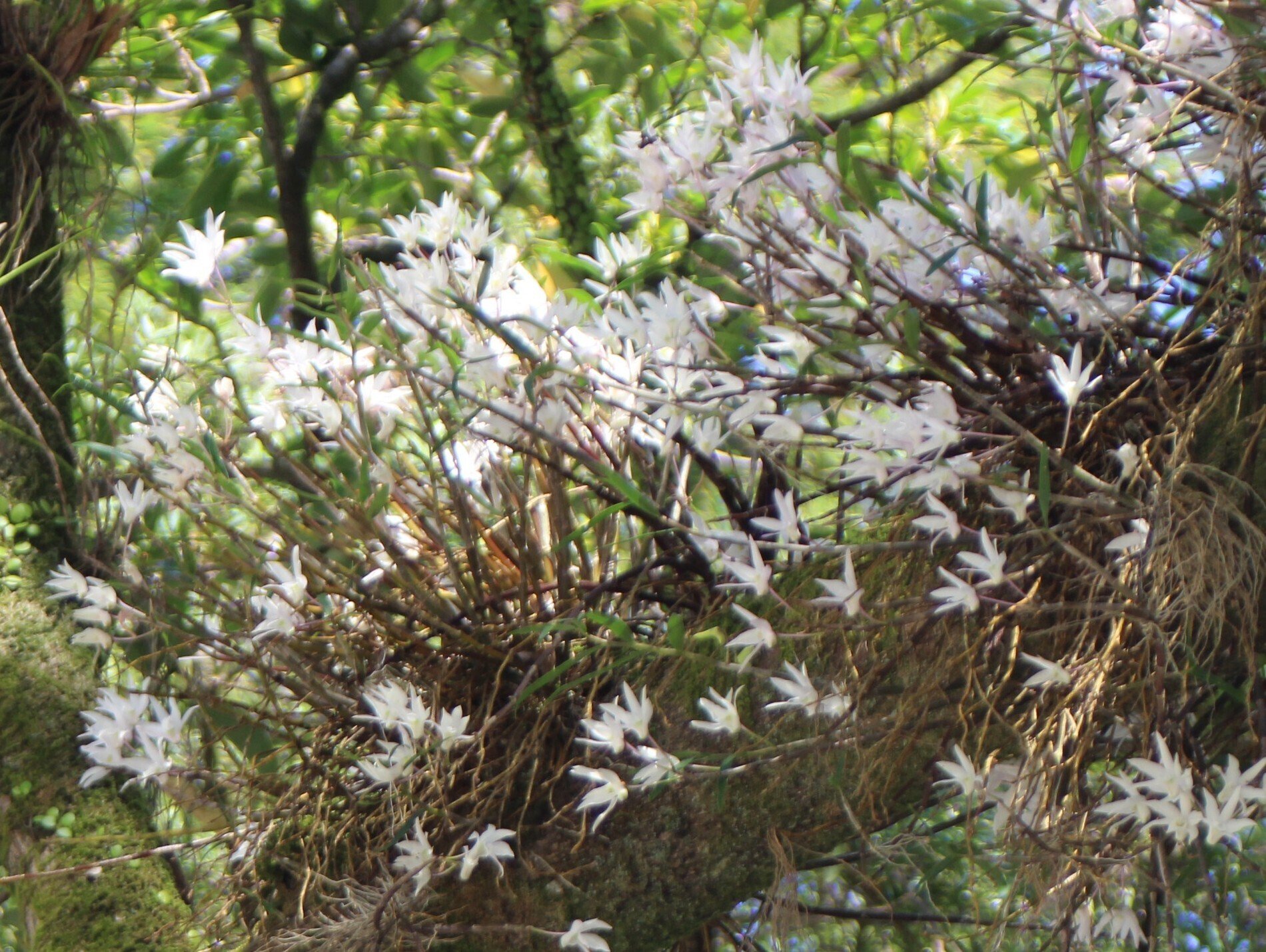 セッコク｜あおはくたき