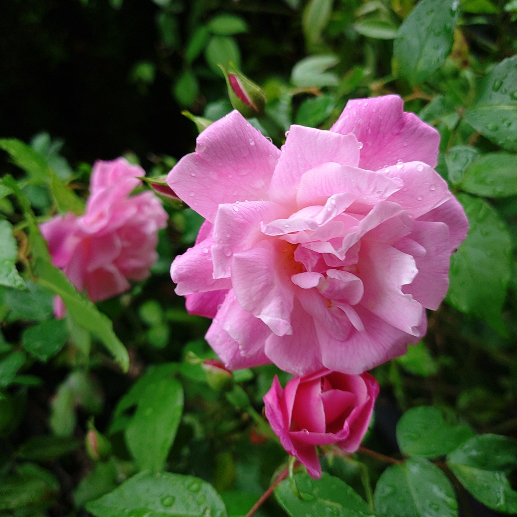 【ROSE☆ROSE】【2点まとめ】 Princess Sakura Rose-樱花公主｜Japanese Shrub Rose