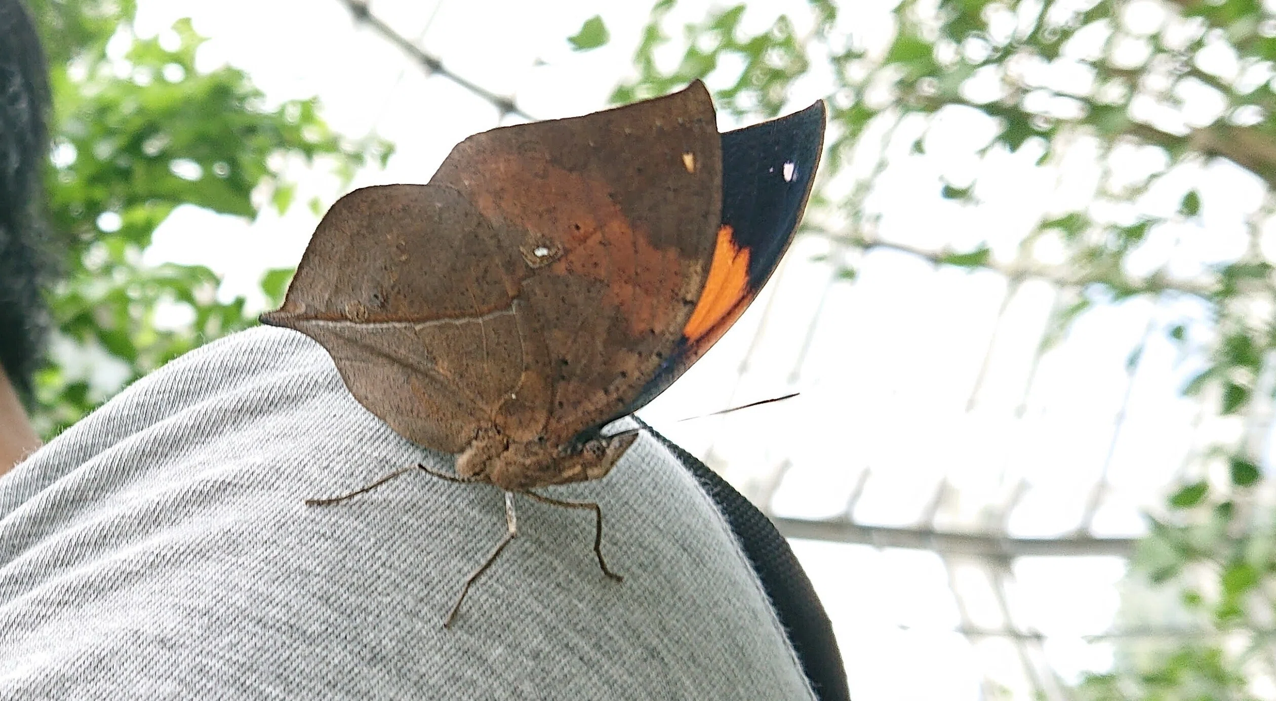 蝶と回文:コノハチョウ（伊丹市昆虫館の思い出）｜ぱぴりお(虫と回文)