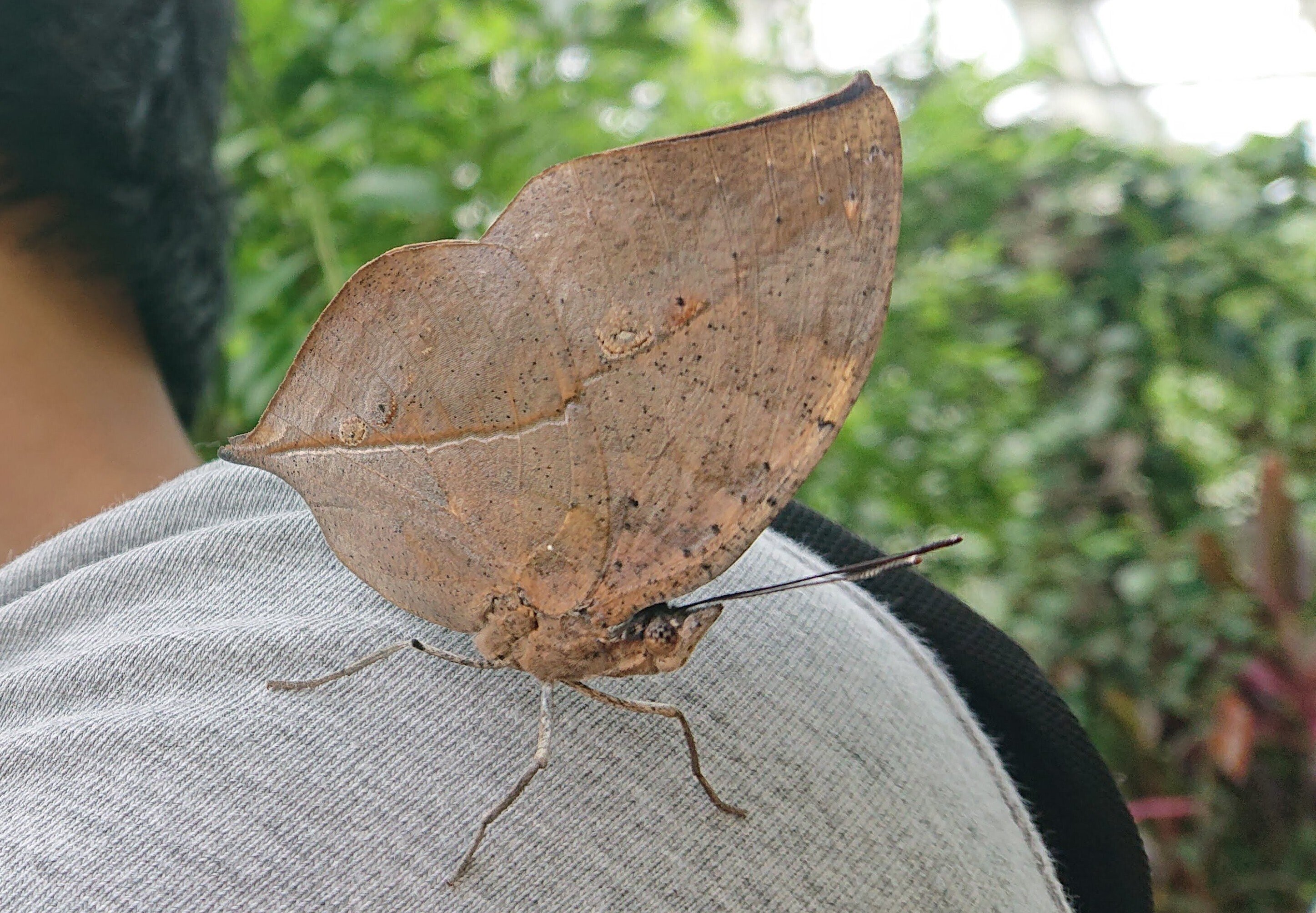 蝶と回文:コノハチョウ（伊丹市昆虫館の思い出）｜ぱぴりお(虫と回文)