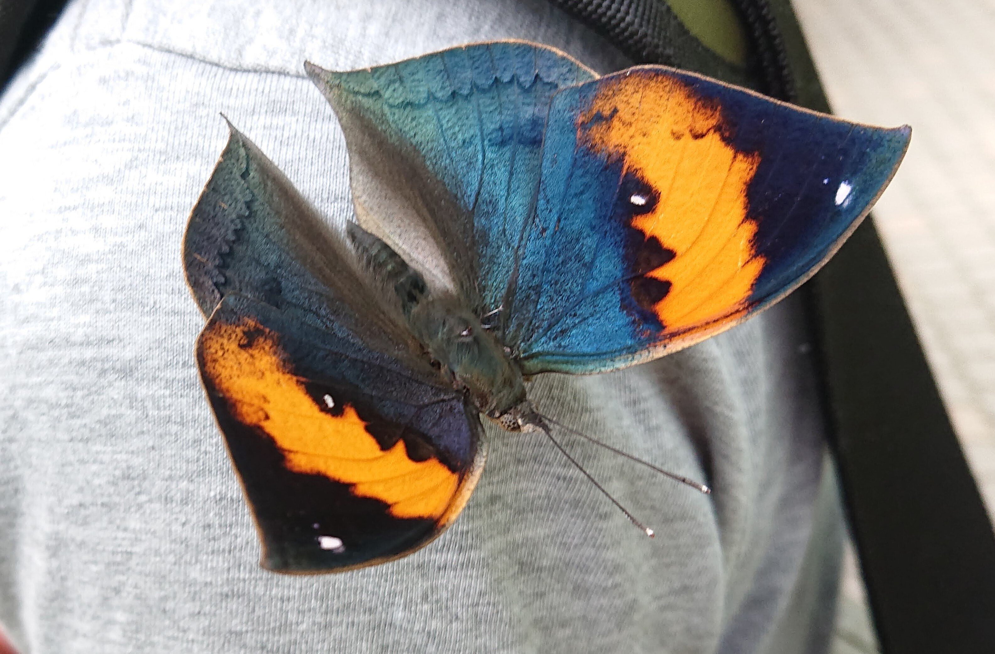 蝶と回文:コノハチョウ（伊丹市昆虫館の思い出）｜ぱぴりお(虫と回文)
