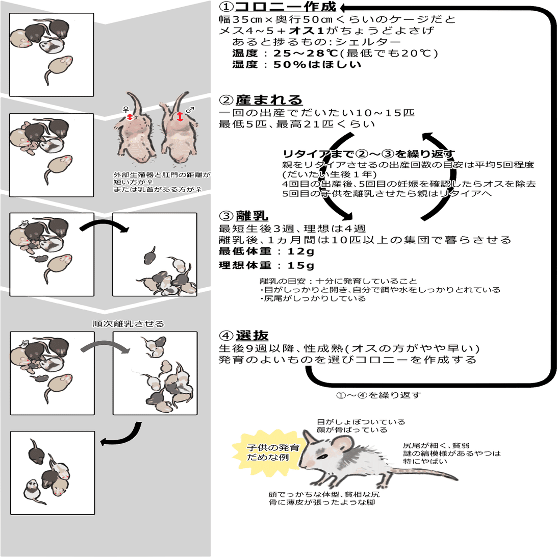 ヤワゲネズミはいいぞ ③繁殖、より専門的な情報｜ぶっ殺してやる太郎