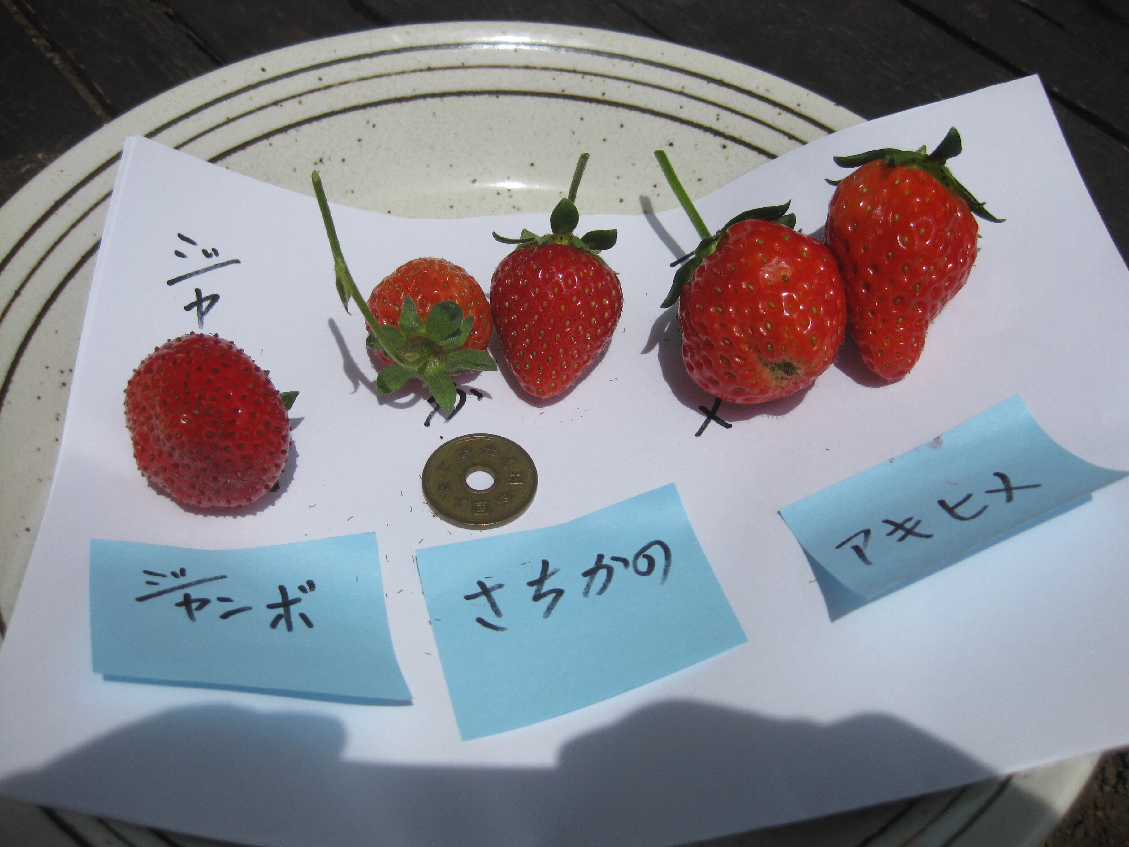 完熟イチゴはうまい美味し｜トマト999