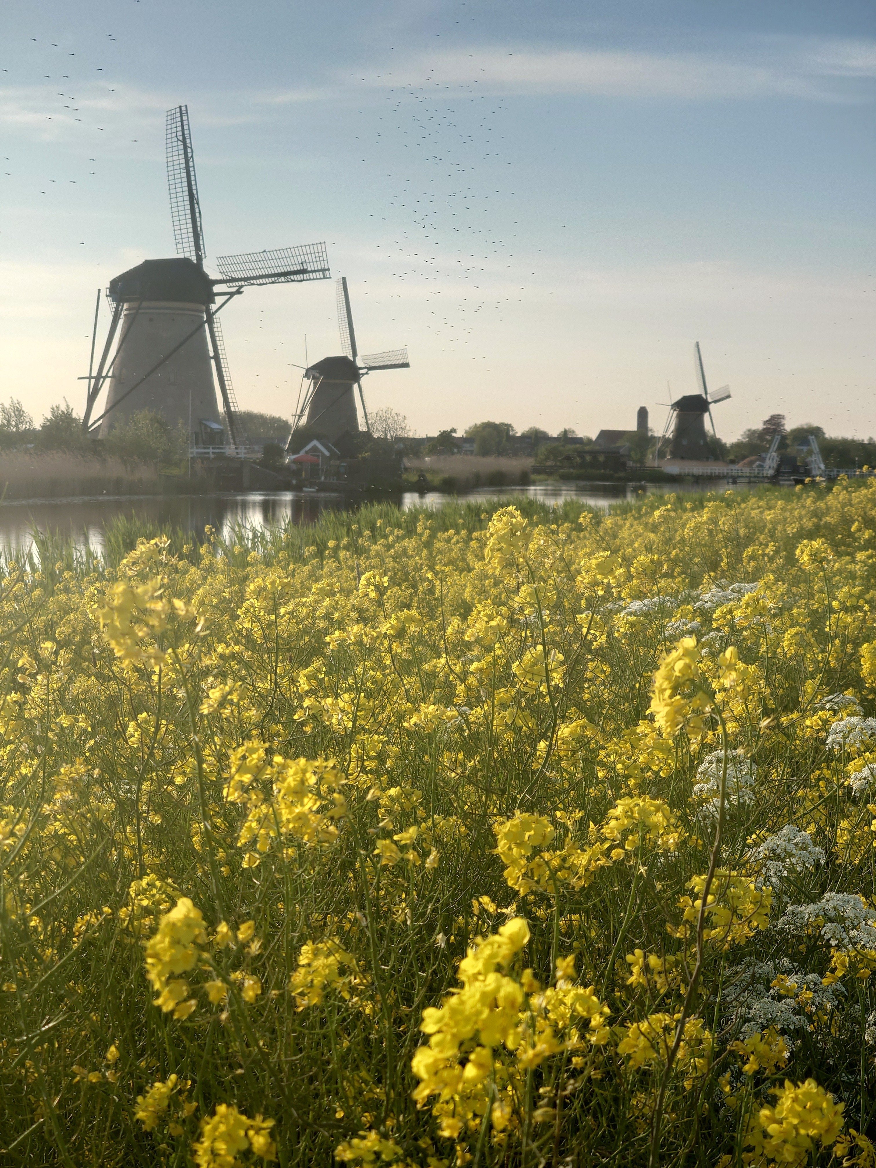 オランダはオランダ人が作った｜はに(honey)