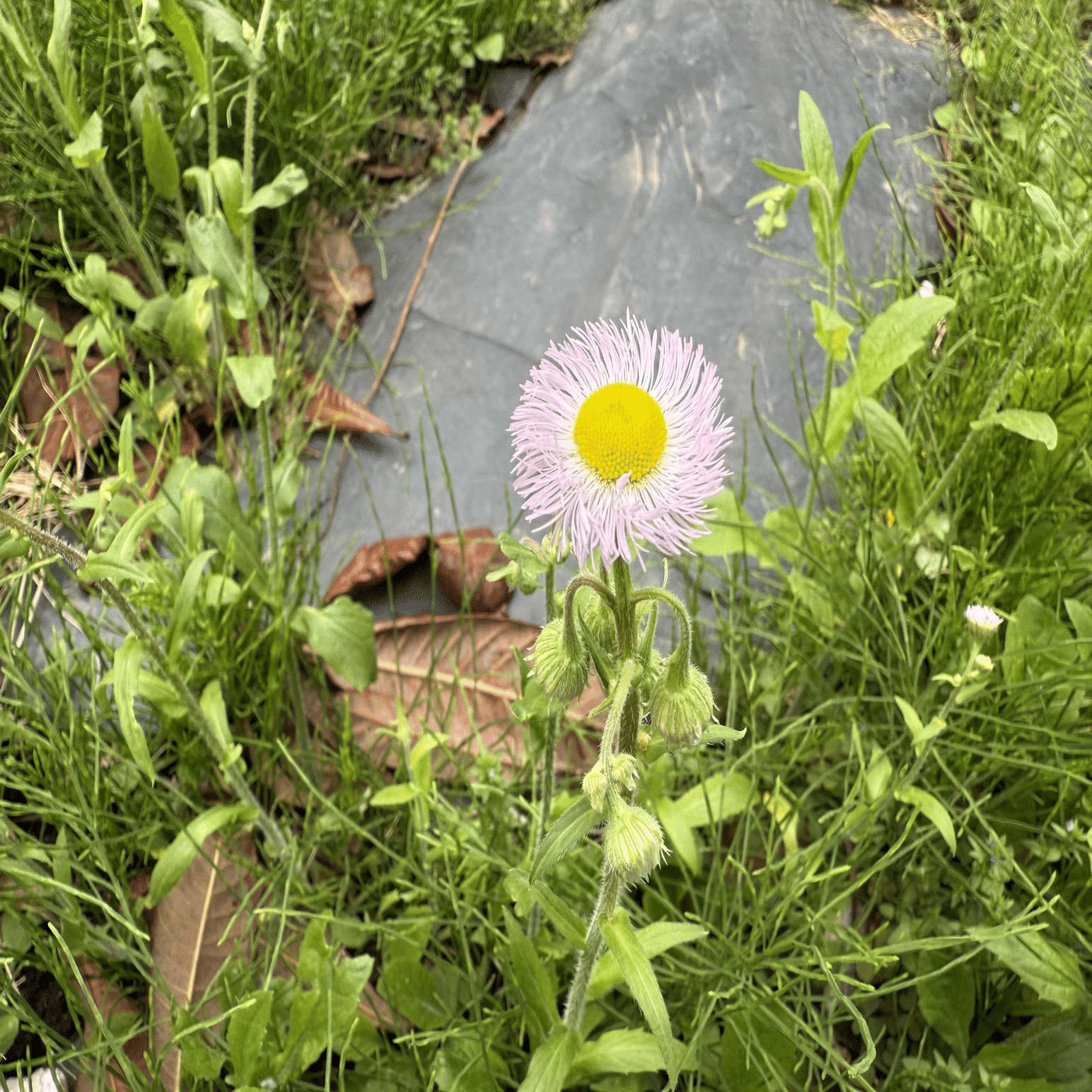 ハルジオン - 庭の雑草｜Yukihiko Yotukura（yukki works）