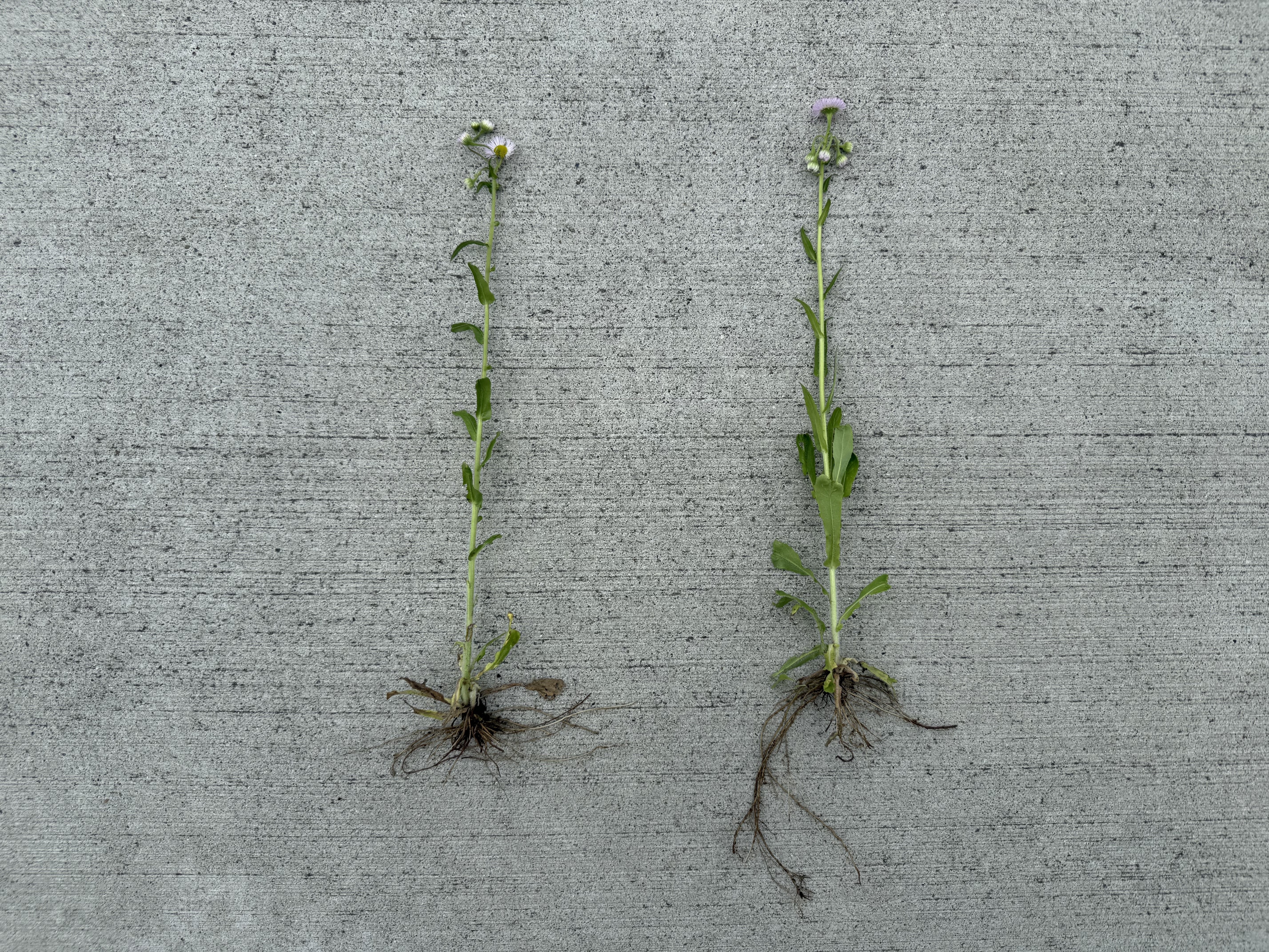 ハルジオン - 庭の雑草｜Yukihiko Yotukura（yukki works）