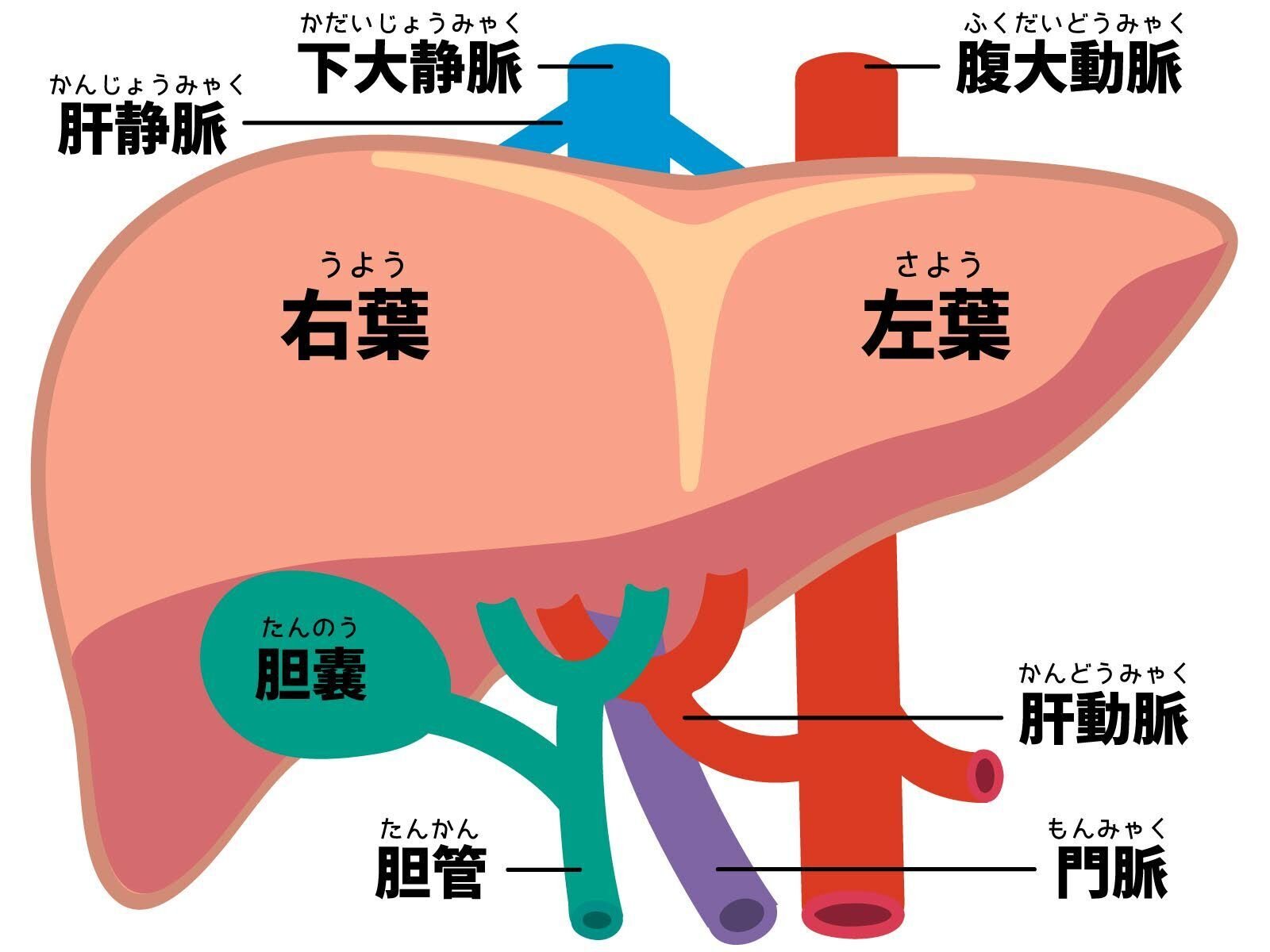 切らずに治す！カテーテル治療の基礎をわかりやすく解説｜NIPP