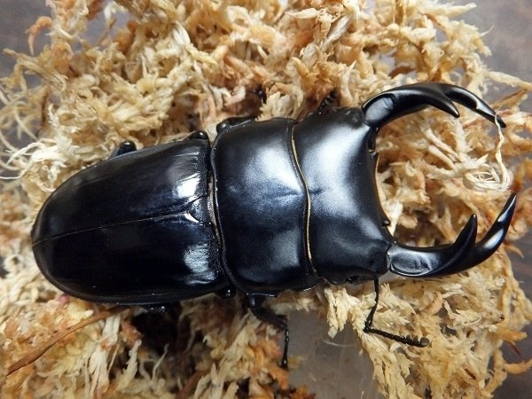 ※vdwby購入野外標本、インド産クルビデンスオオクワガタ♂ WD】タイ産 クルビデンスオオクワガタの飼育記録【2013～2014