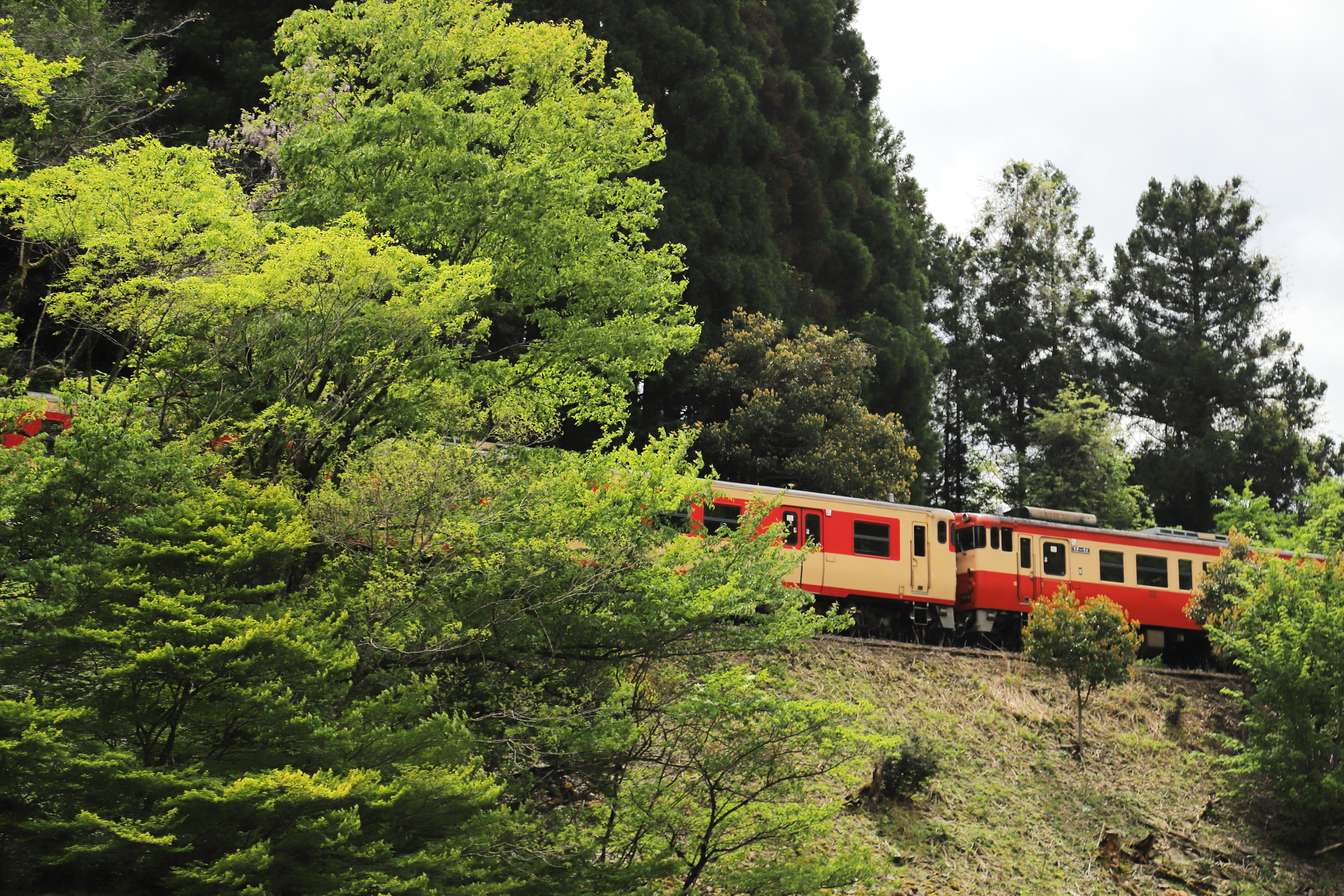 2025.5.10 新緑の因美線「みまさかスローライフ列車」を撮る｜京キト